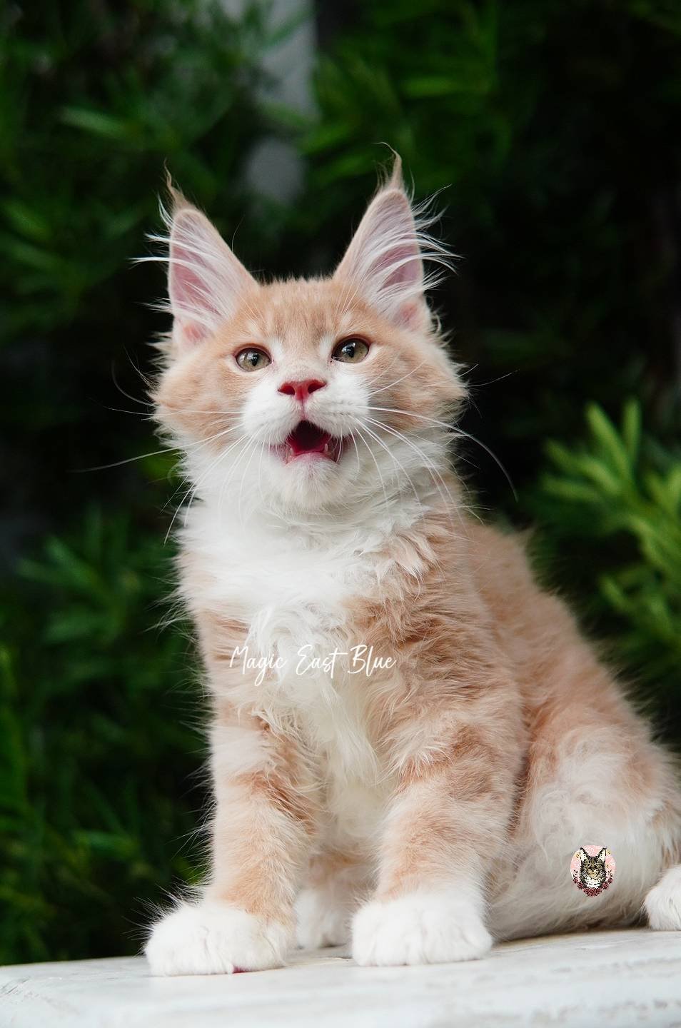 *Cream Bicolor Tabby* Boy