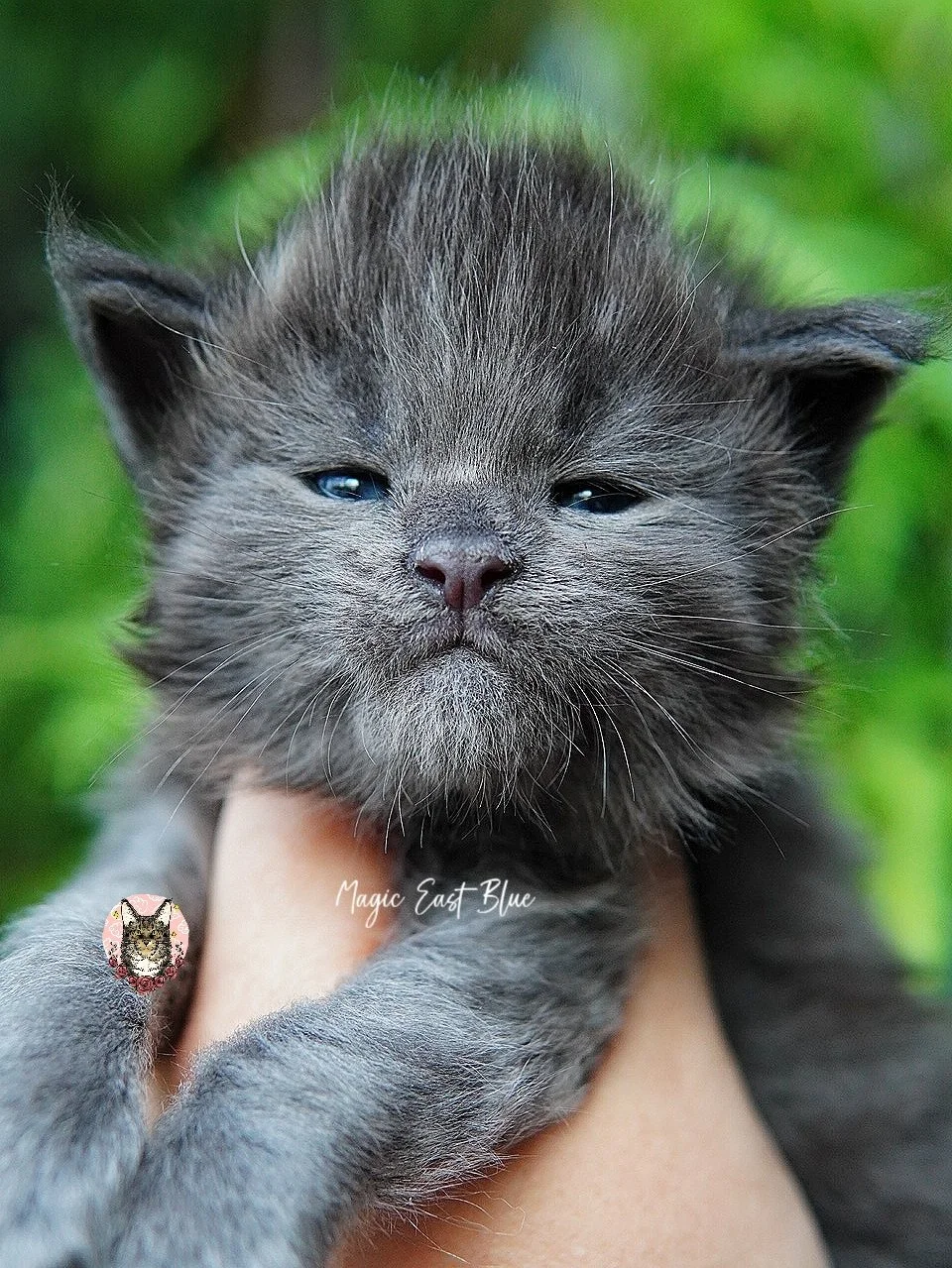 babyblue (2).jpg