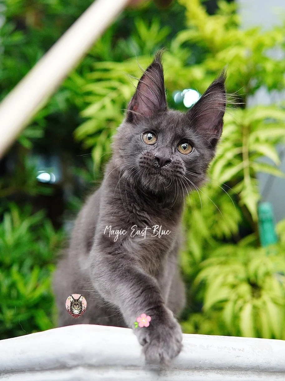 *Pink Collar* Girl
