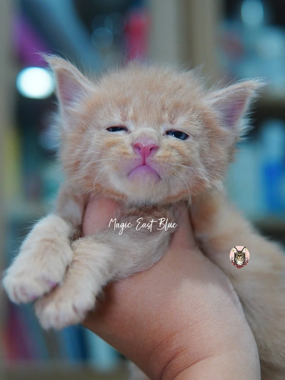 Cream Boy [Zuri X Mellow] 19 May 2026 (19).jpg
