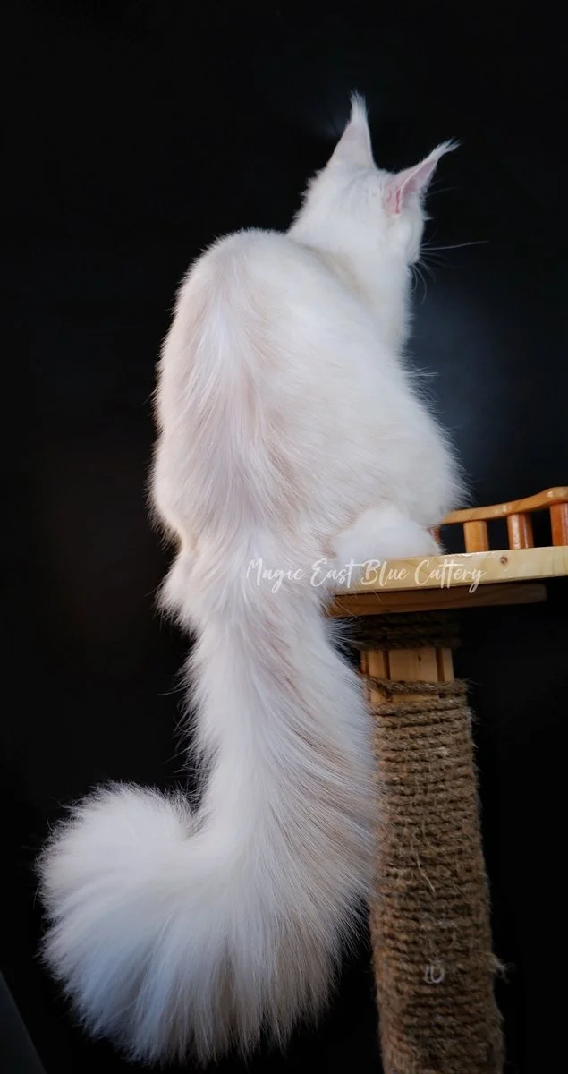 Purrfect (47).JPG