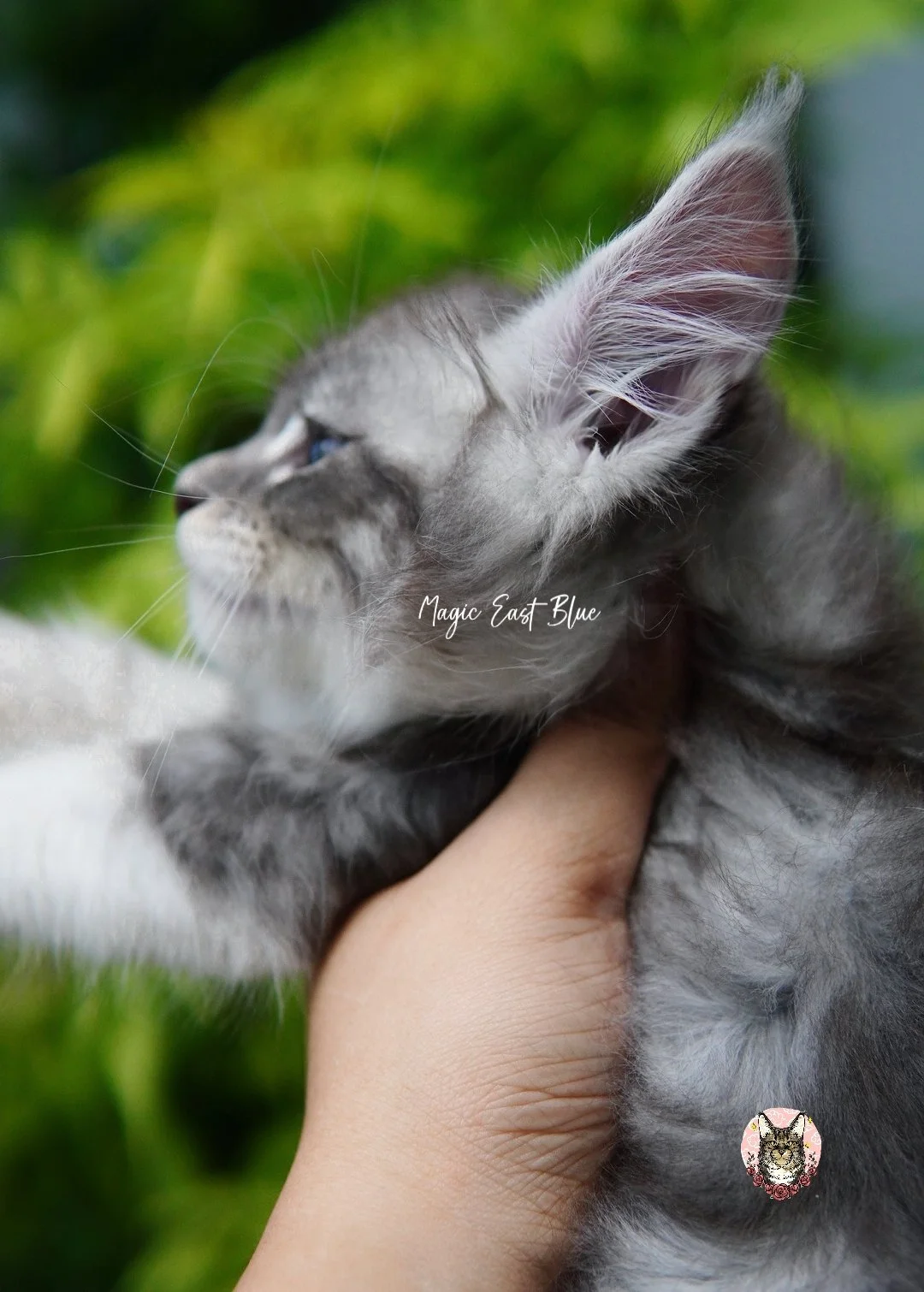 blue silver tabby bicolor zuri mellow (8).jpg