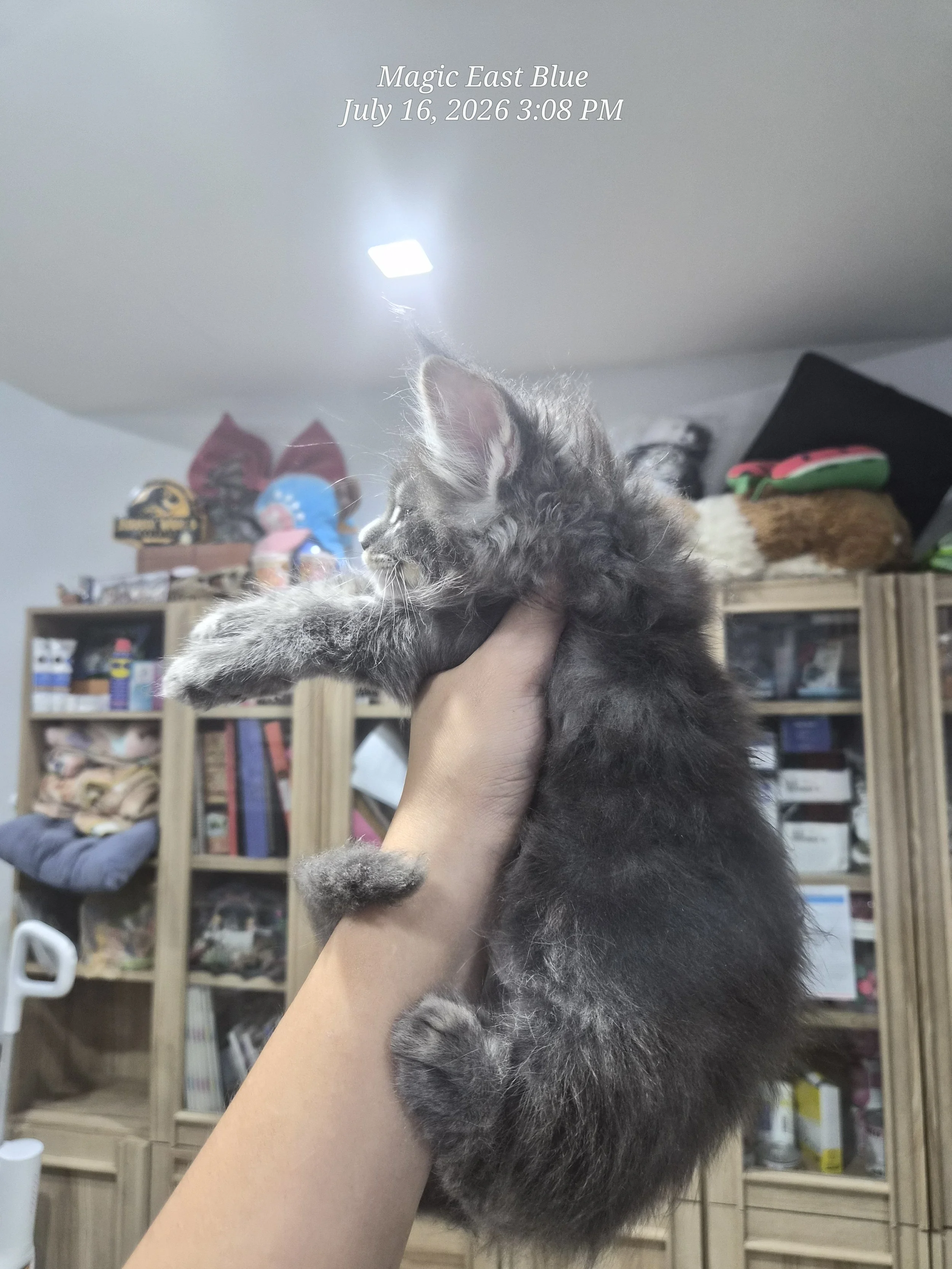 Blue tabby boy zuri mellow (8).jpg