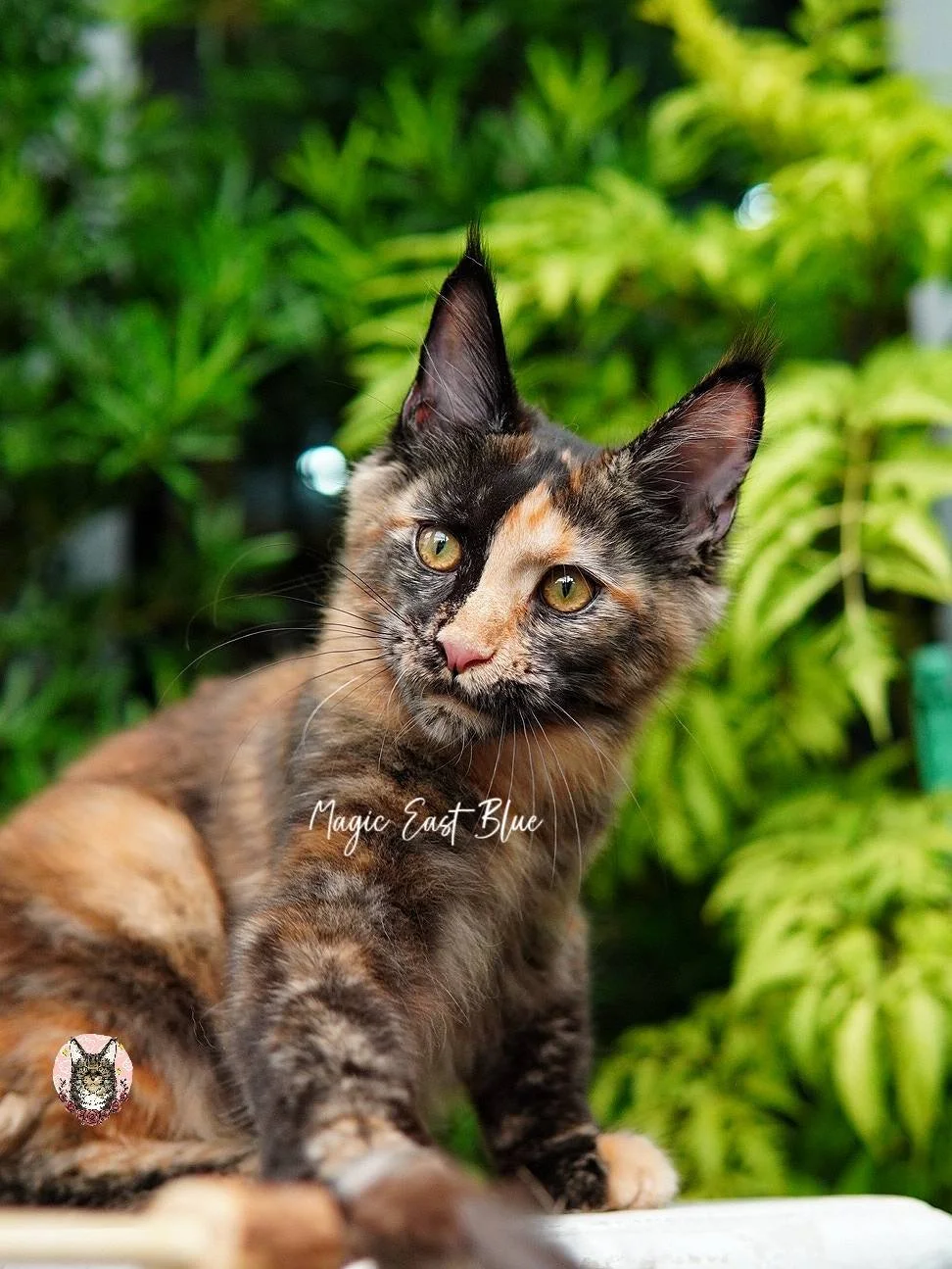 Nutmeg - Girl