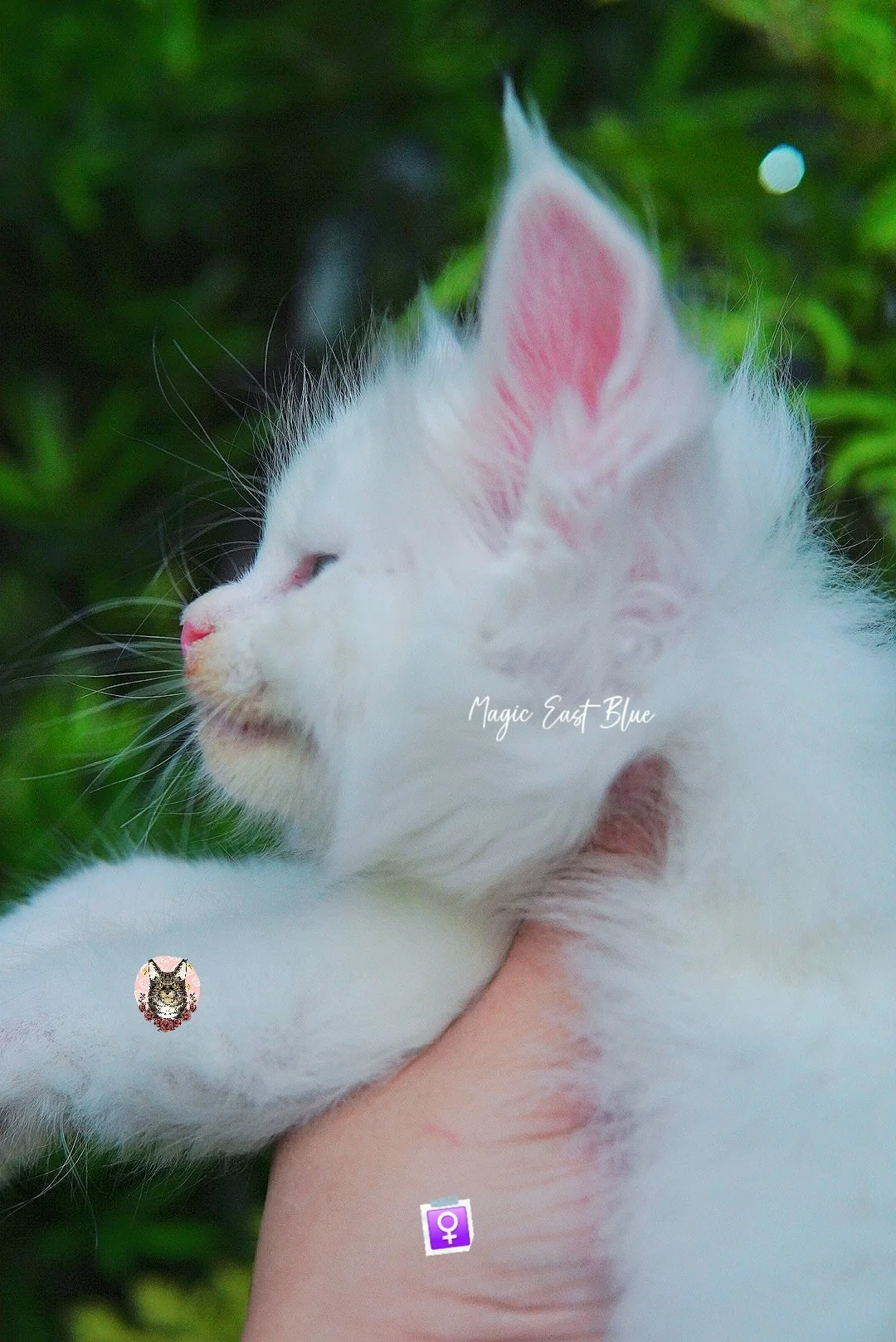 white girl hen new 2 (12).jpg