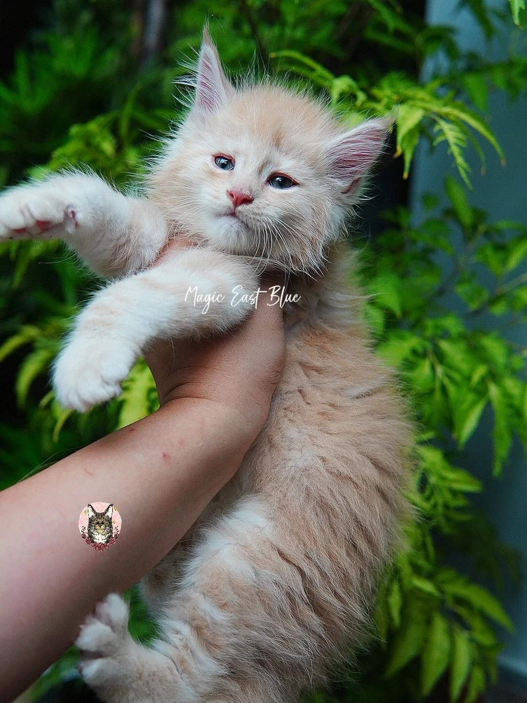 cream silver anna wellington kitten (7).jpg