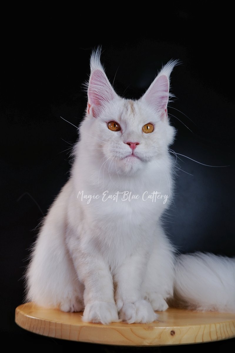 Purrfect (33).JPG