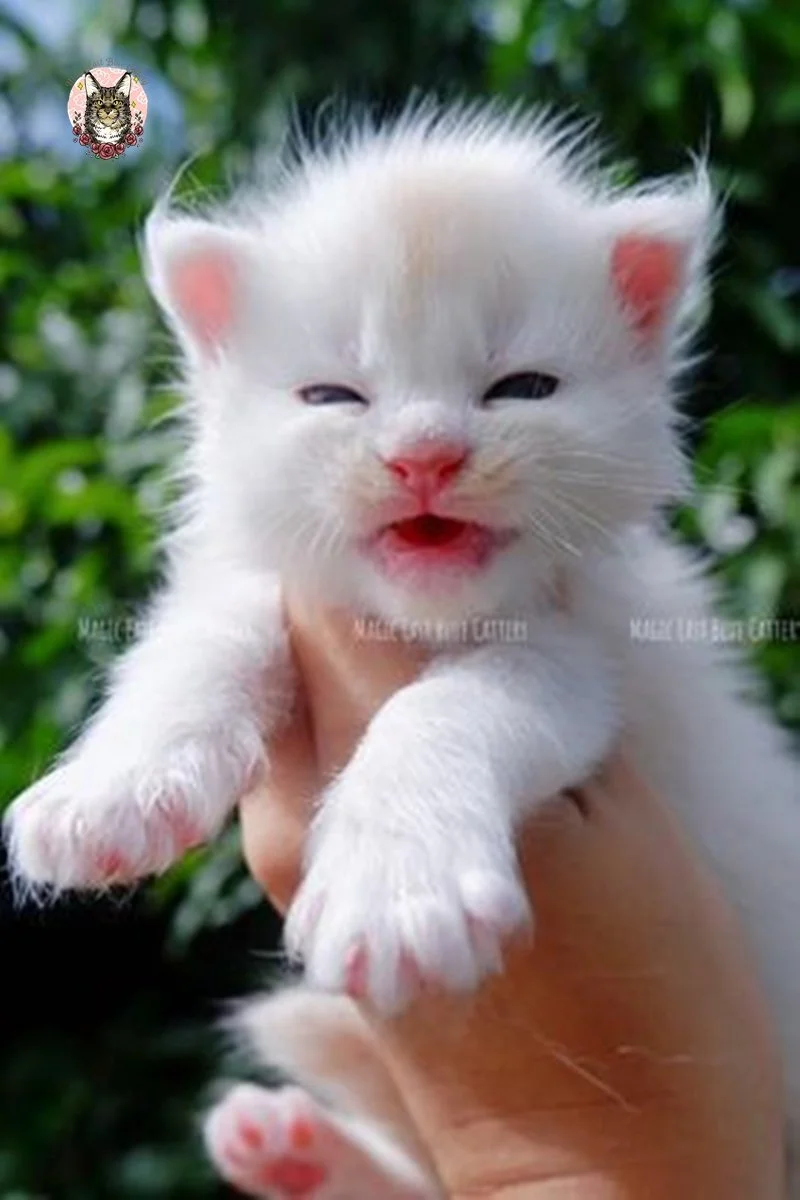 Purrfect (10).jpg