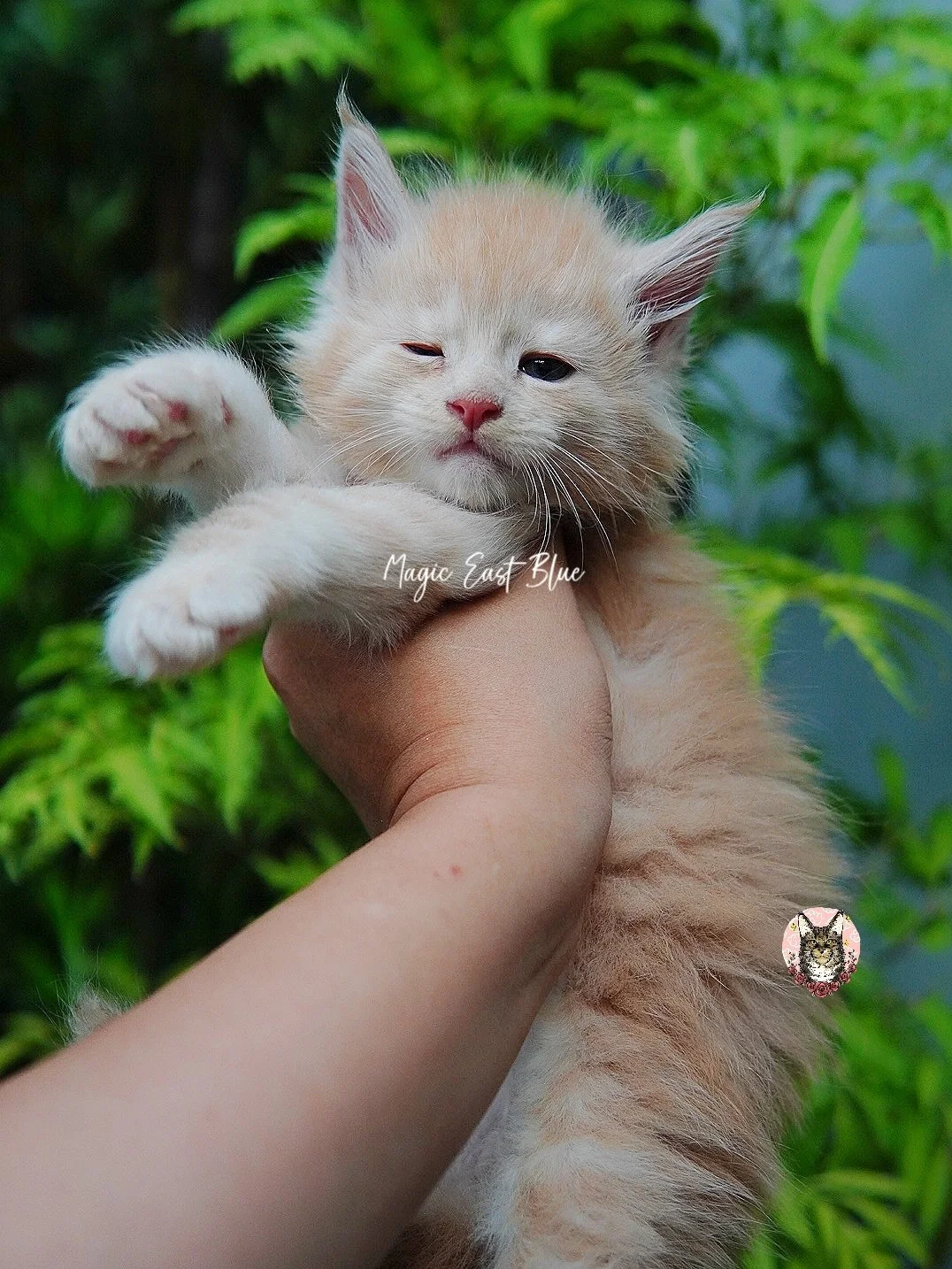 cream silver anna wellington kitten (1).jpg