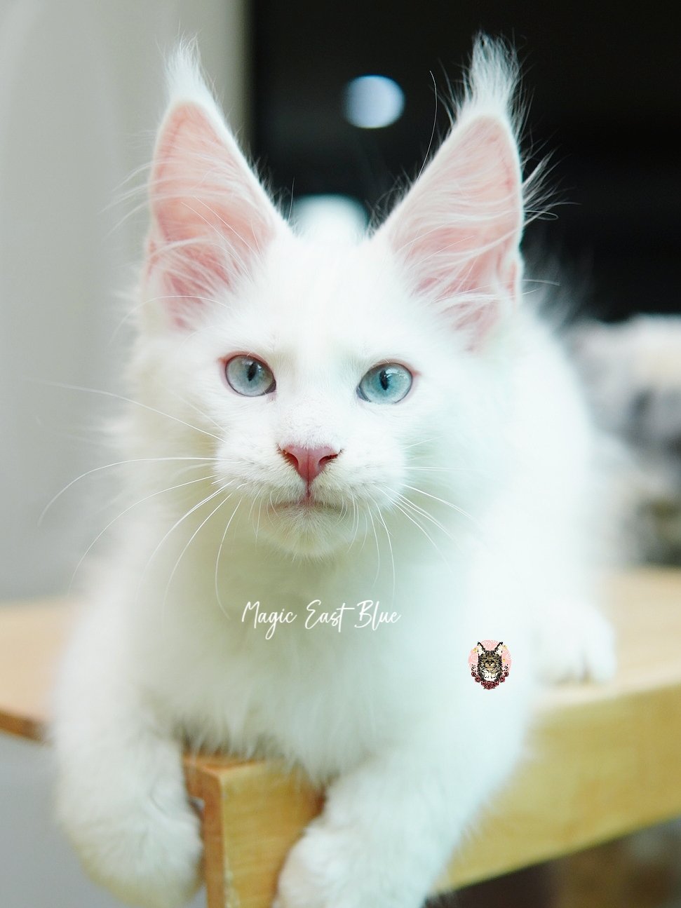 white blueeye boy hen new 2 (32).jpg