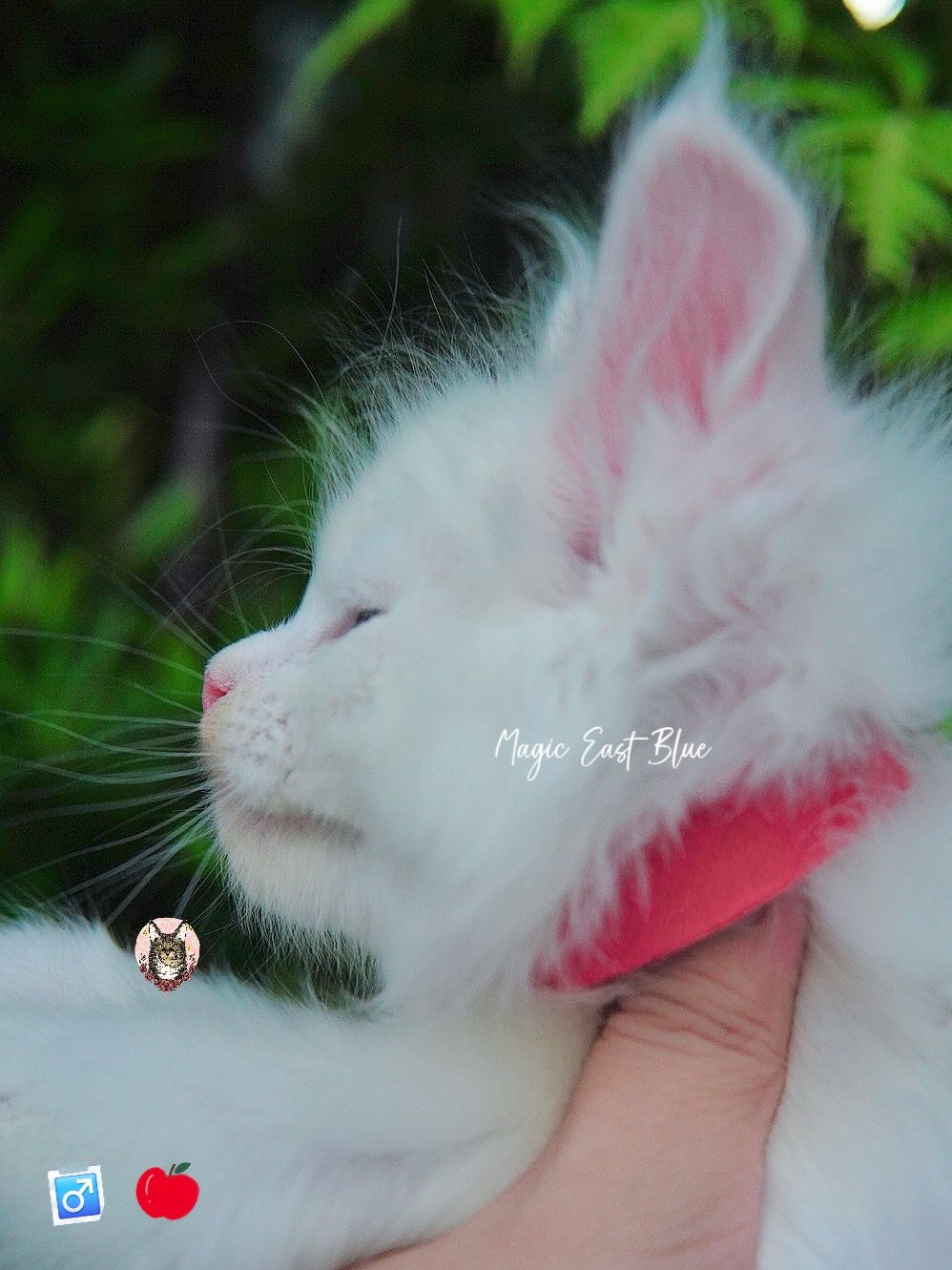 white blueeye boy hen new 2 (17).jpg