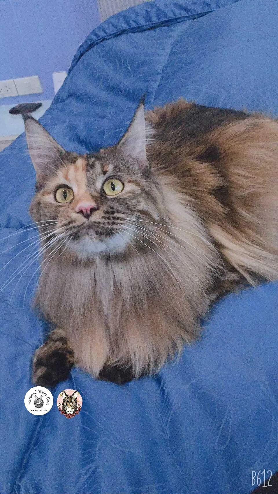 Elica (20).jpg