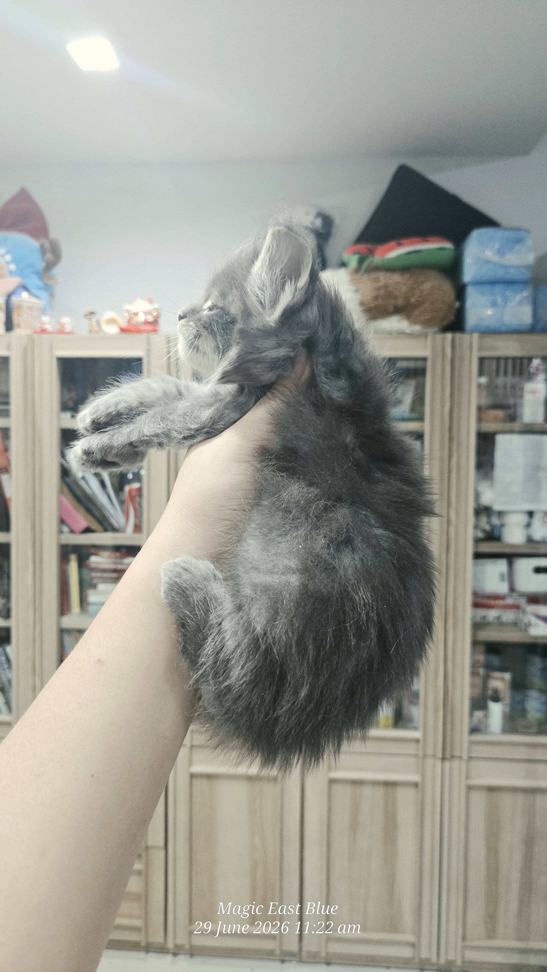 Blue tabby boy zuri mellow (4).jpg