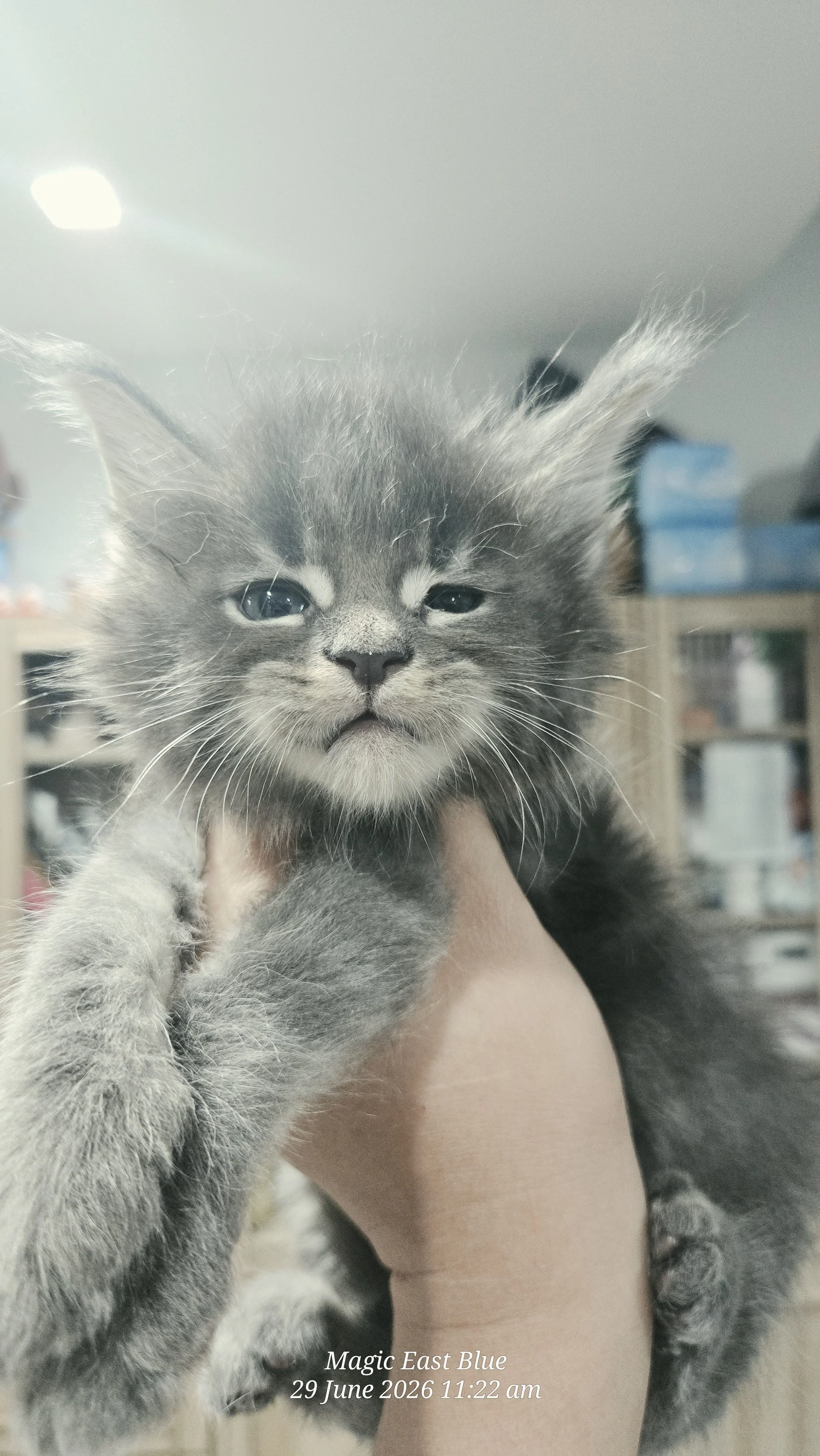Blue tabby boy zuri mellow (3).jpg