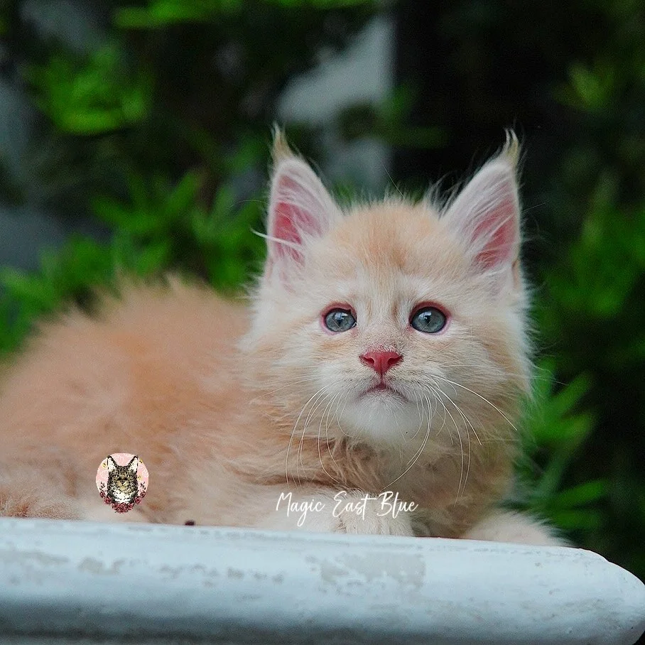 cream silver anna wellington kitten (5).jpg
