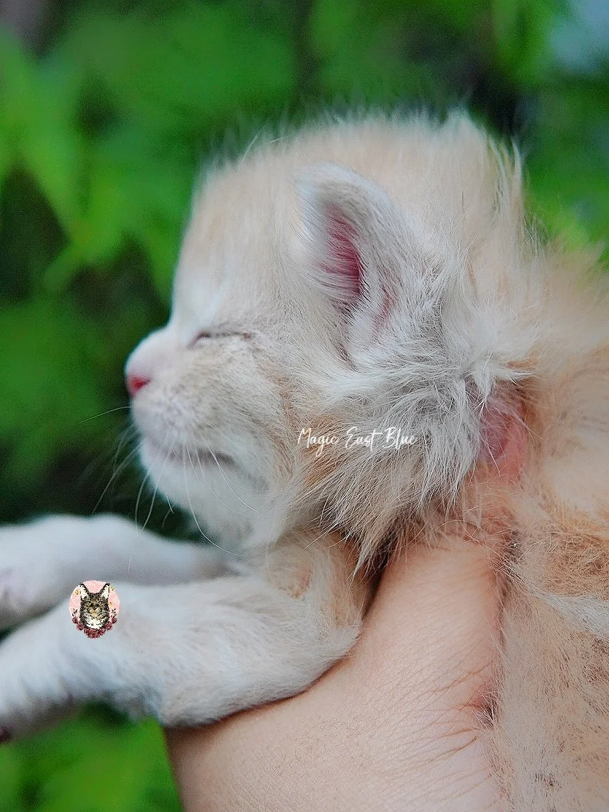 cream silver anna wellington kitten (16).jpg