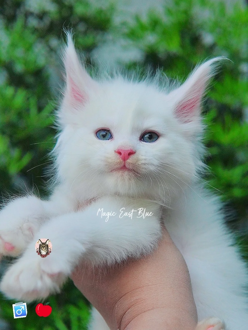 white blueeye boy hen new 2 (11).jpg