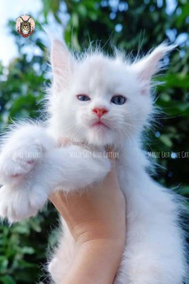 Purrfect (24).jpg
