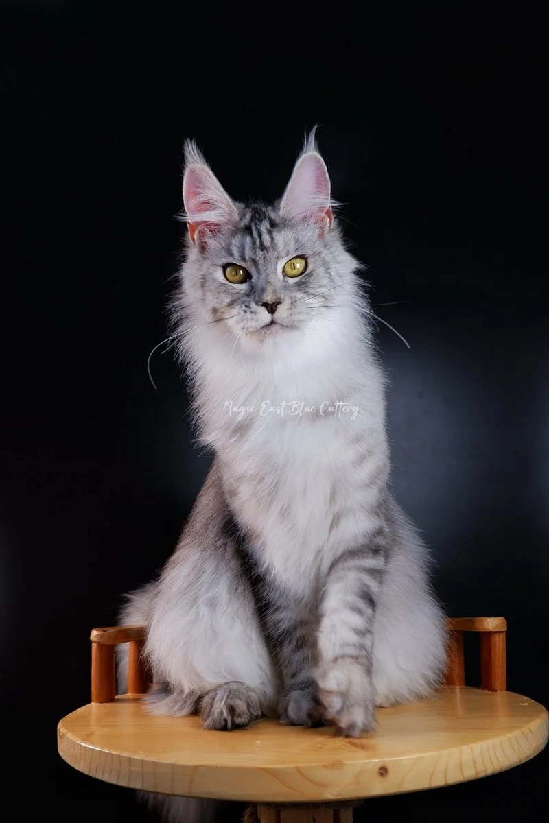 queen silver (55).JPG