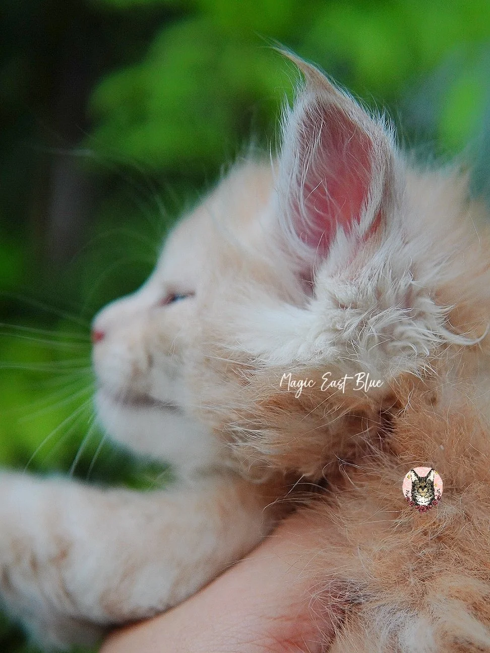 cream silver anna wellington kitten (2).jpg