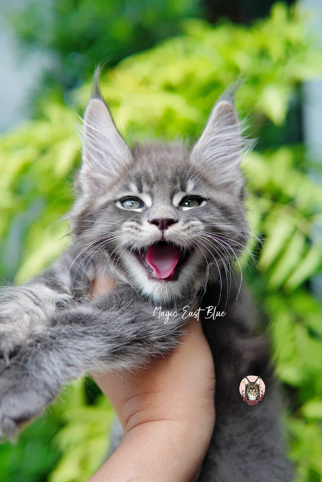 Blue tabby boy zuri mellow (10).jpg