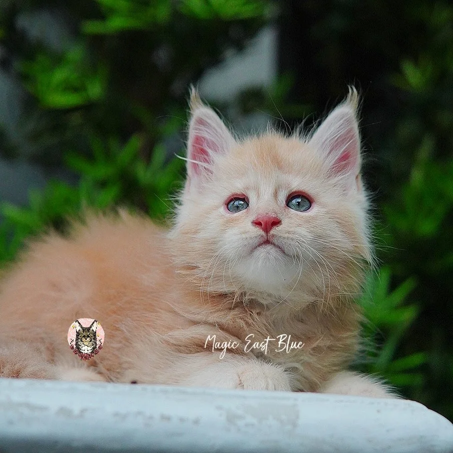 cream silver anna wellington kitten (4).jpg