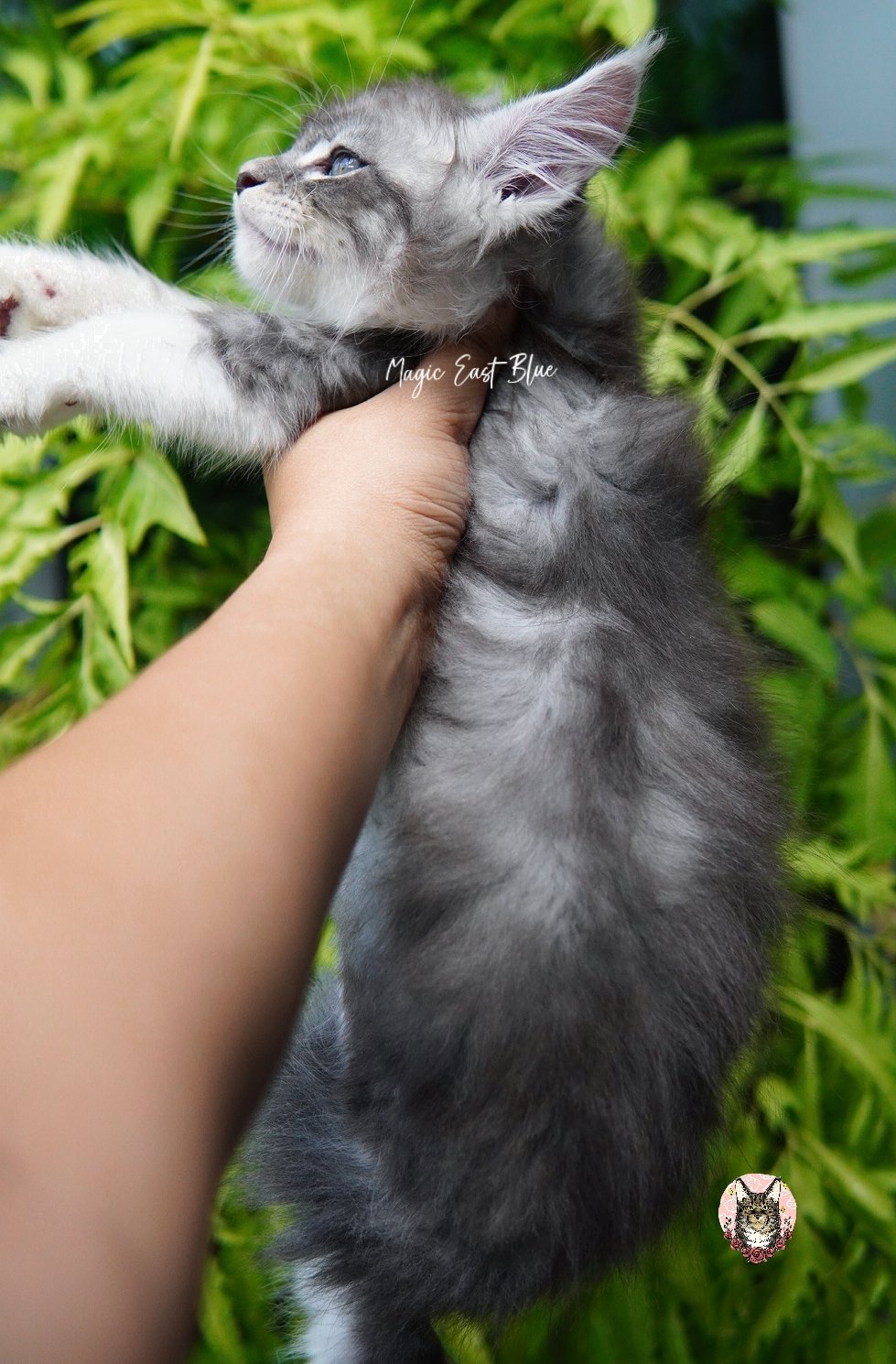 blue silver tabby bicolor zuri mellow (9).jpg