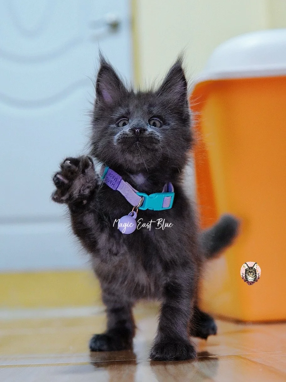 bluepurplewwhitehennew23.jpg
