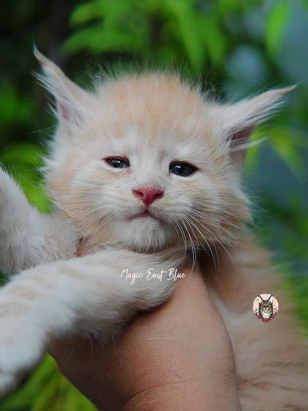 cream silver anna wellington kitten (18).jpg