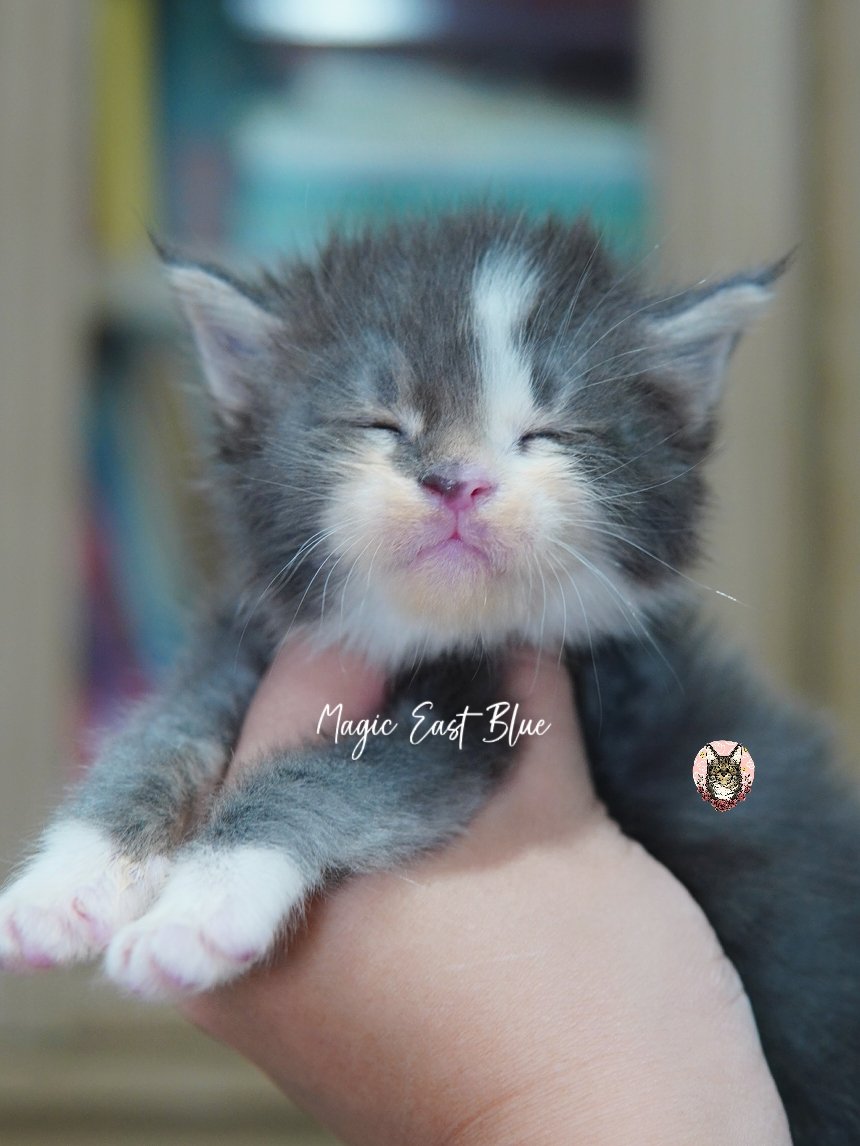 Blue Tabby Bicolor zuri mellow (21).jpg