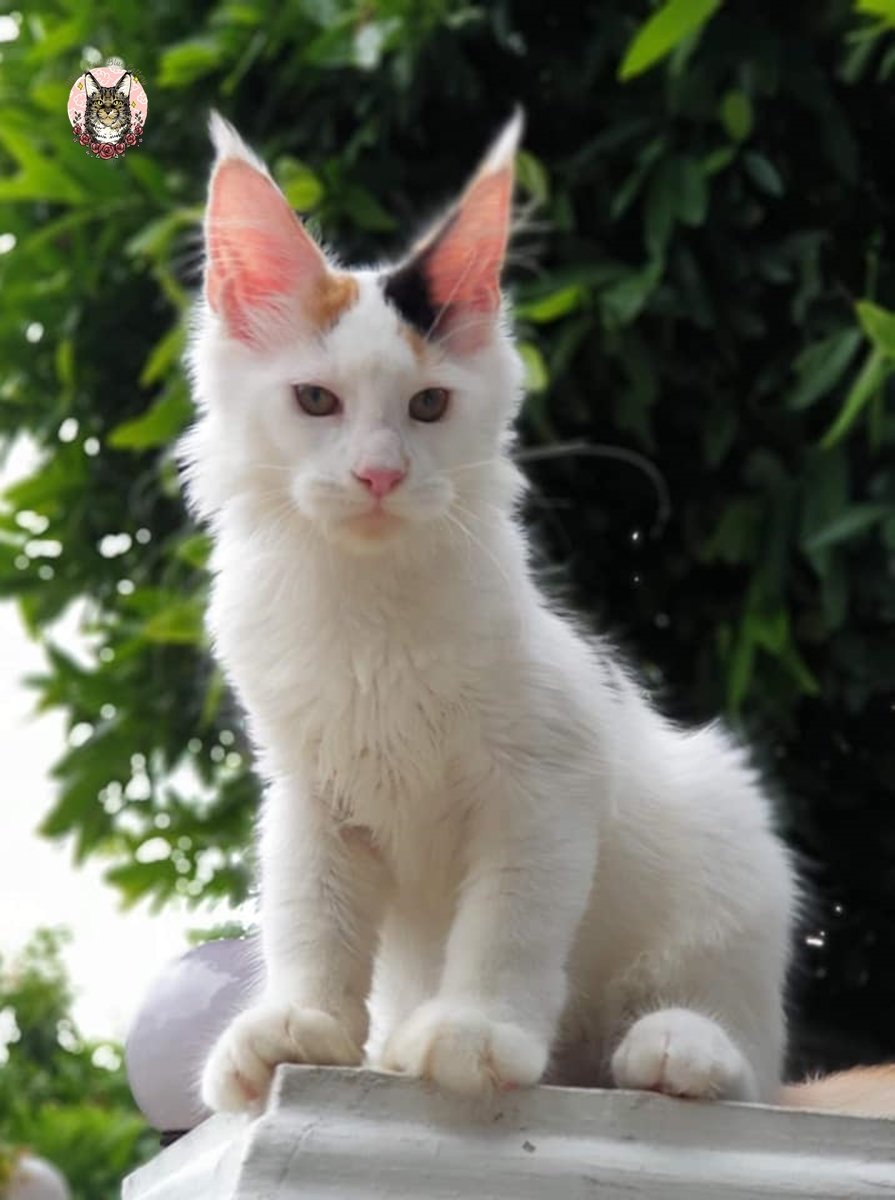arya (10).jpg