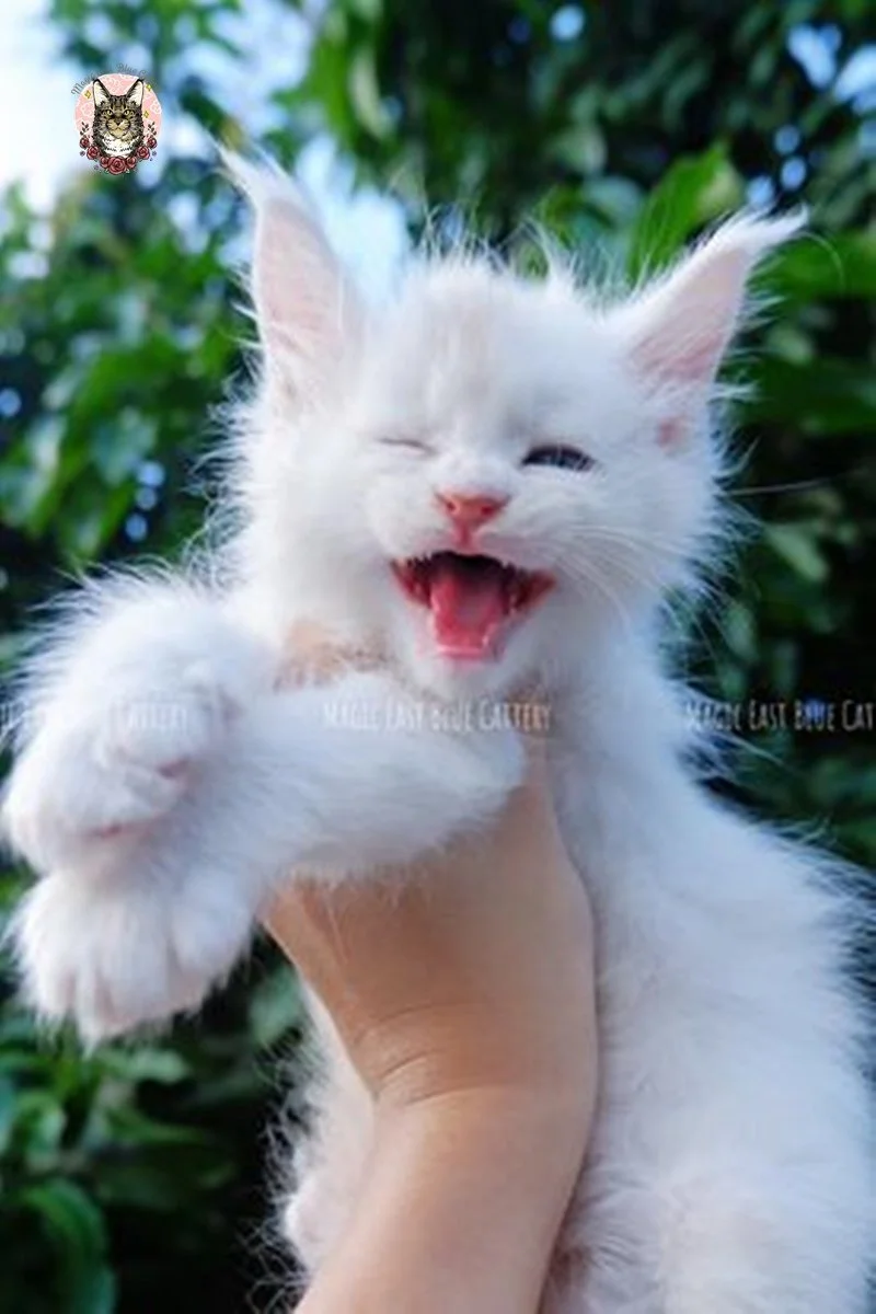 Purrfect (21).jpg