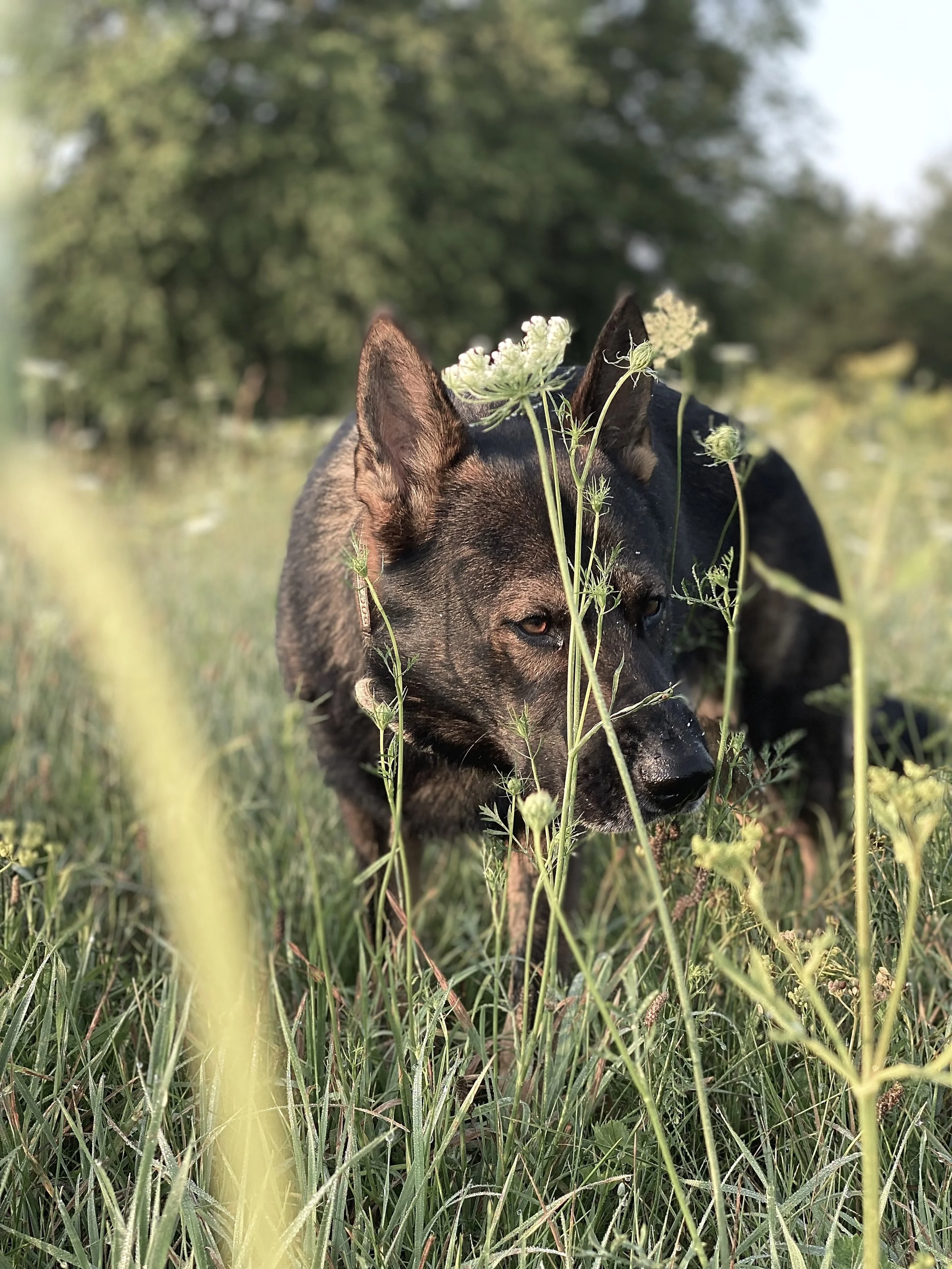 A black dog with brown markings in a grassy field with tall plants and wildflowers, with blurred trees in the background.