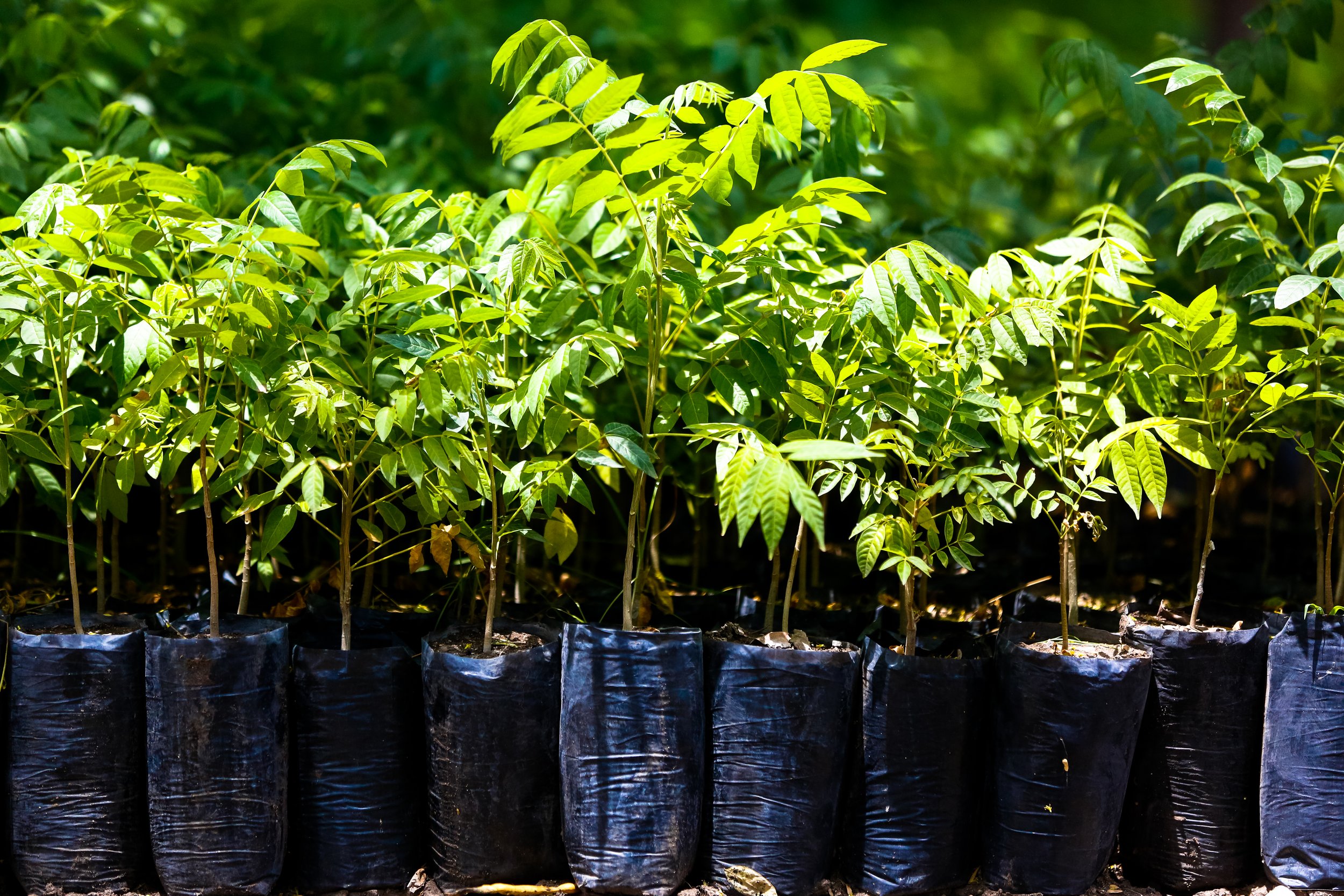 Row of young green plants in black plastic grow bags.