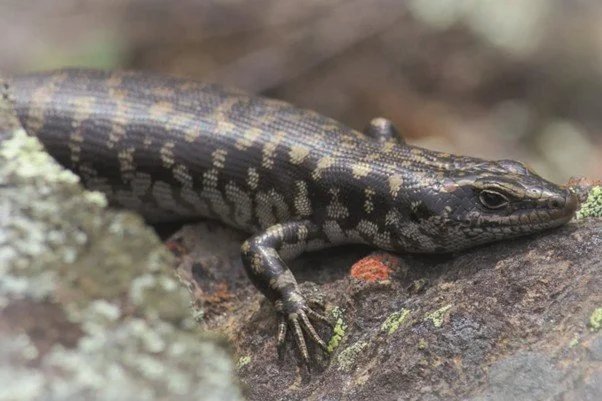 Otago skink eDNA tunnels