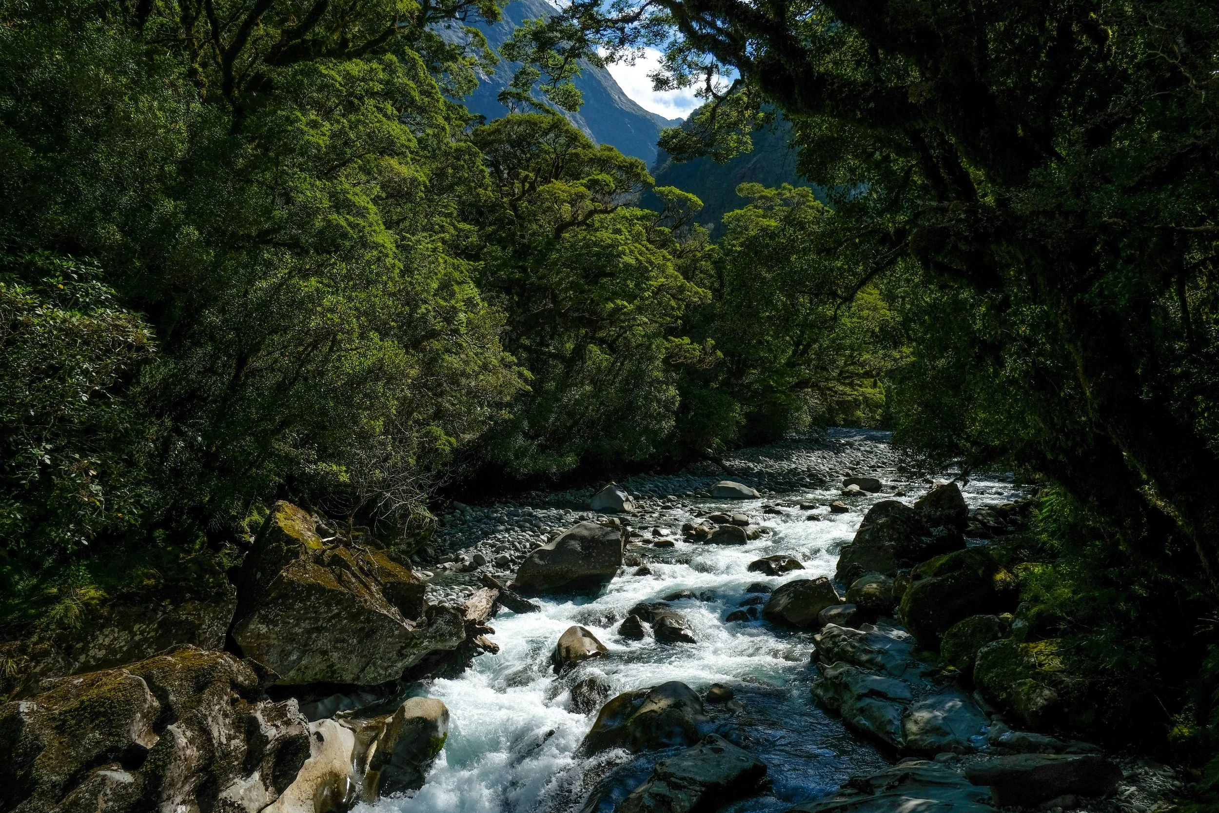 shady forest river with rocks and rapids