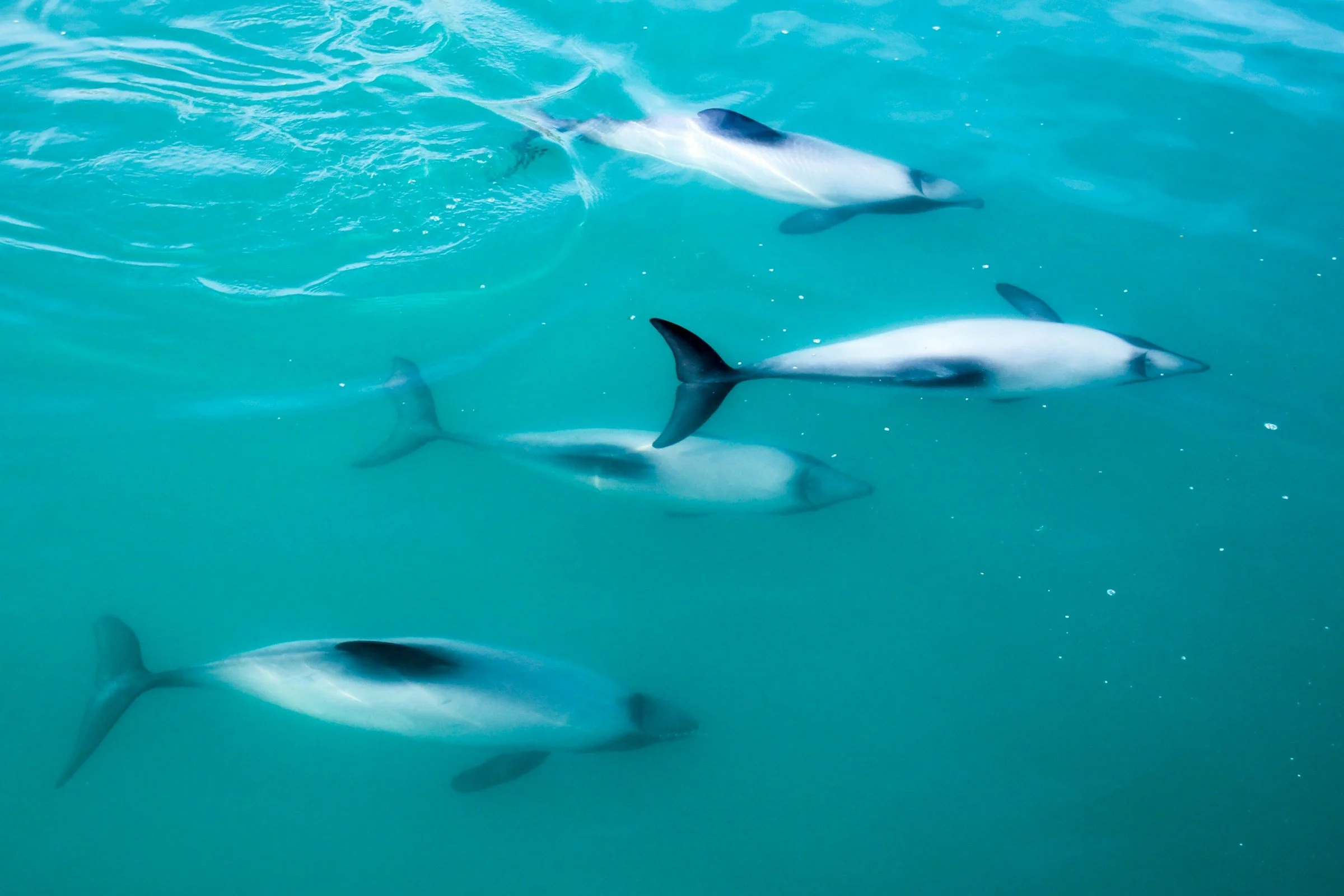 pod of hector's dolphins at the surface