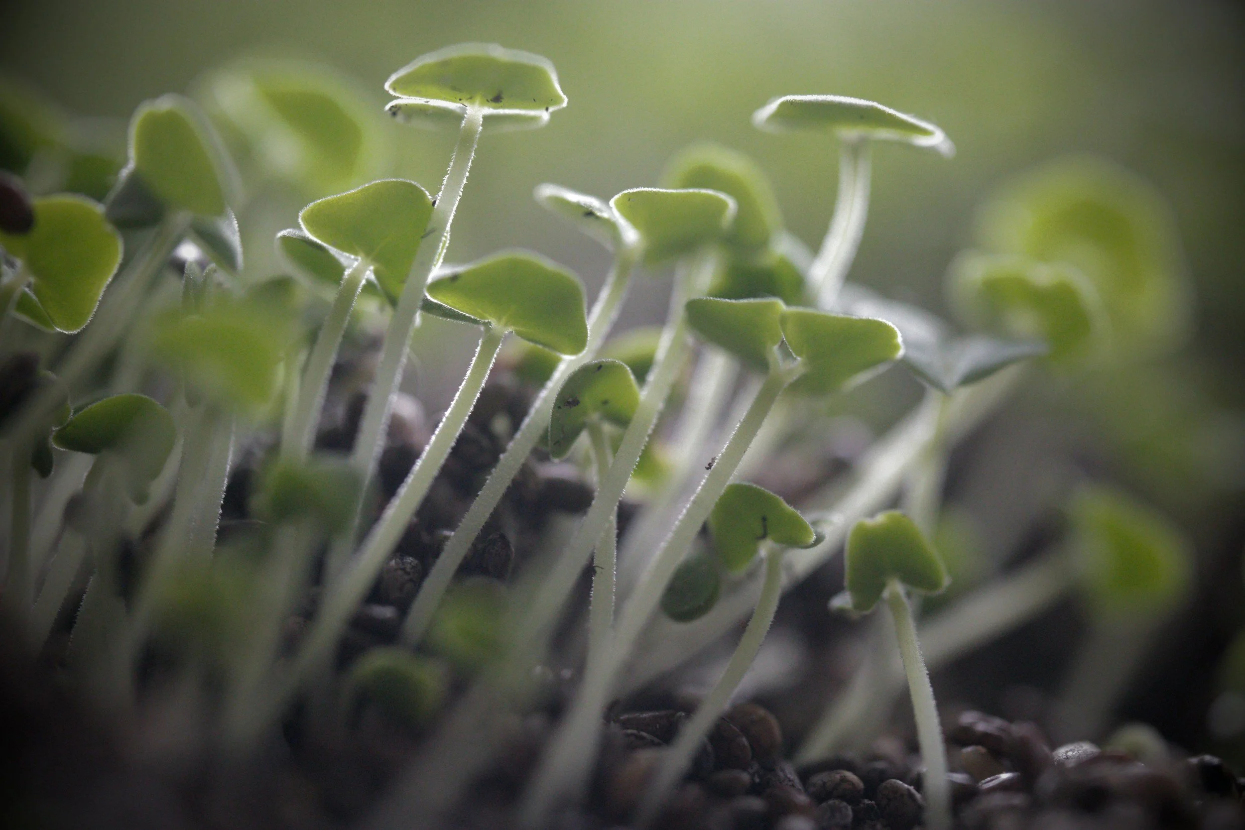 Close-up of green seedlings sprouting from dark soil with blurred background.
