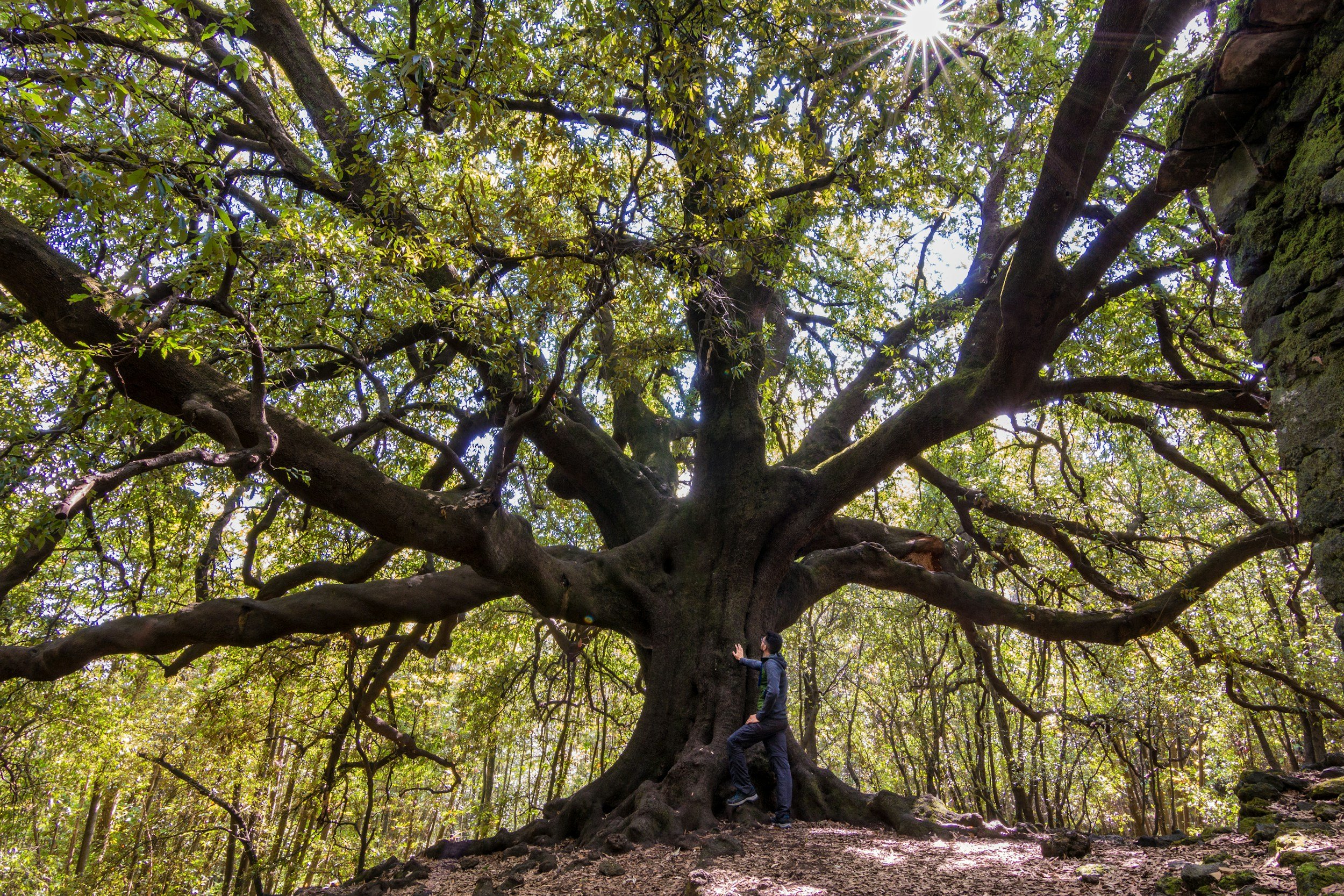 Person standing at the base of a large, sprawling tree with thick branches and green foliage, sunlight peeking through the leaves.