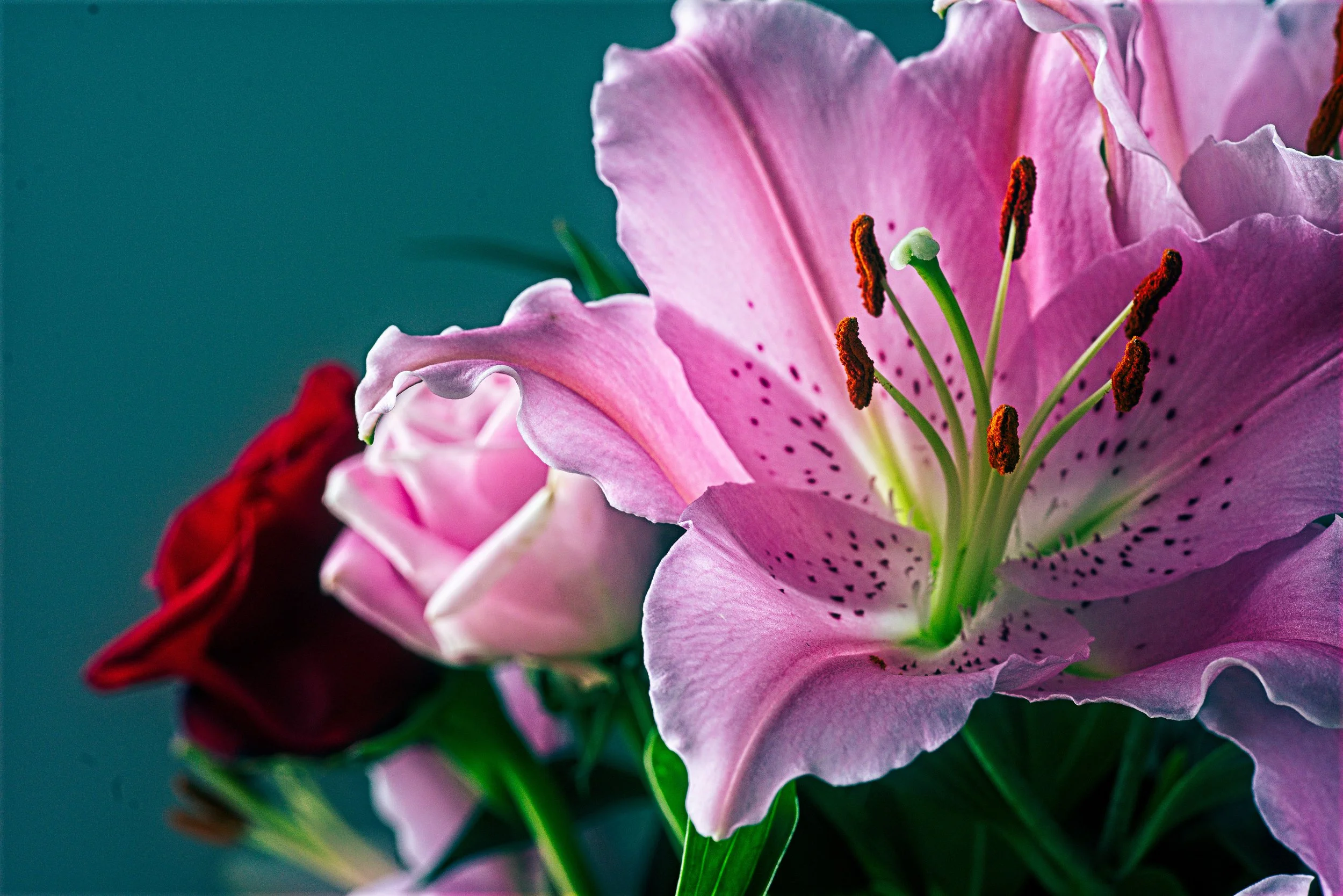 Close-up of a pink lily flower with prominent stamens and pistil, alongside pink and red roses, against a teal background. Photography by photographer based in Southam, Warwickshire
