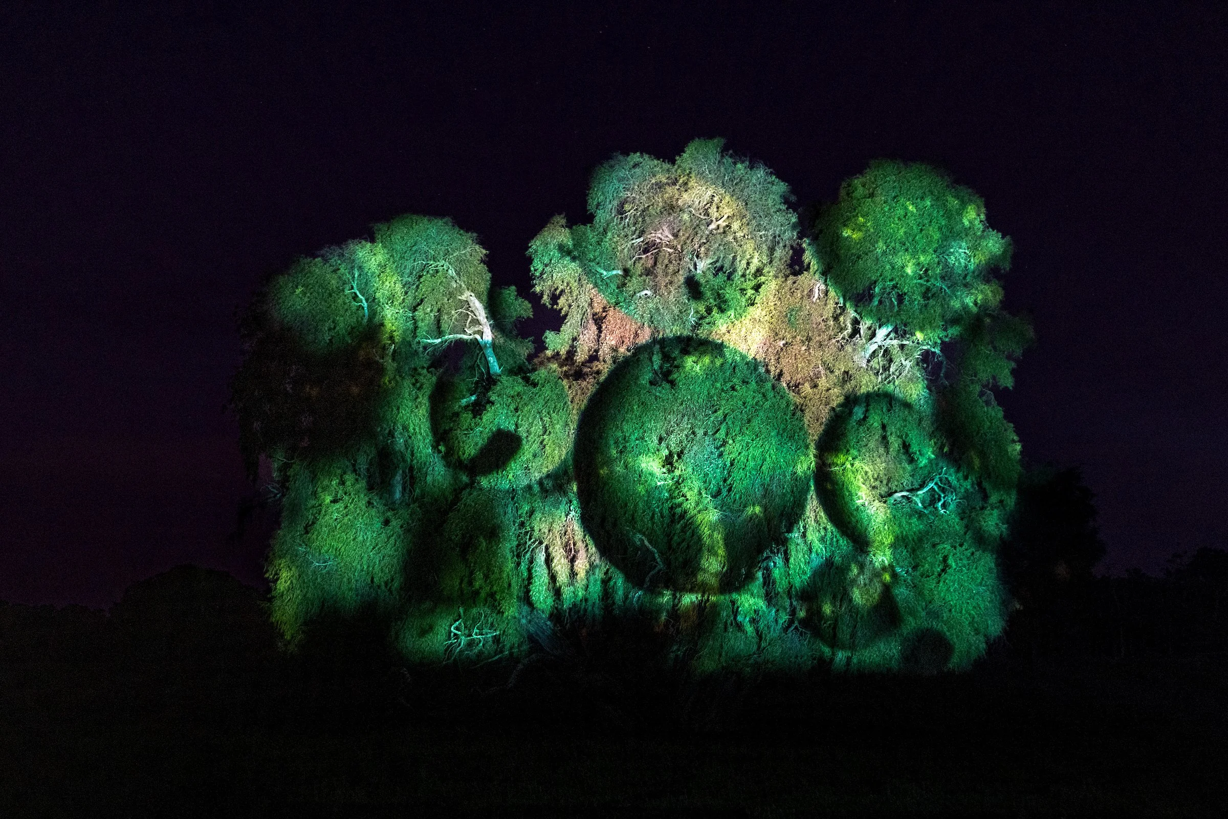 Nighttime view of a large, lush tree illuminated by green lights, with a dark night sky in the background.