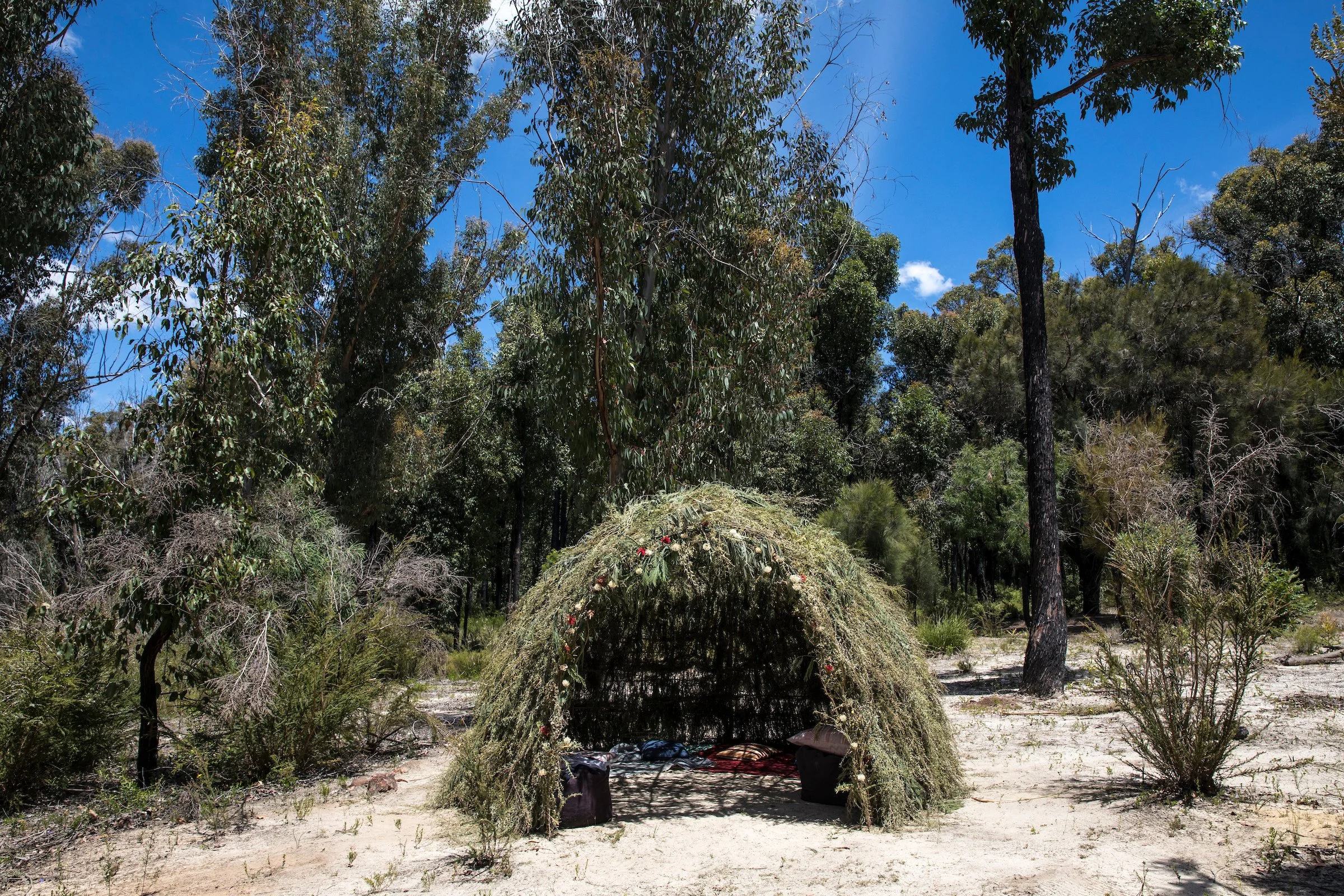 A makeshift shelter with a grass roof and fabric walls set up on the sandy ground in a forest clearing, surrounded by tall trees and dense foliage under a clear blue sky.