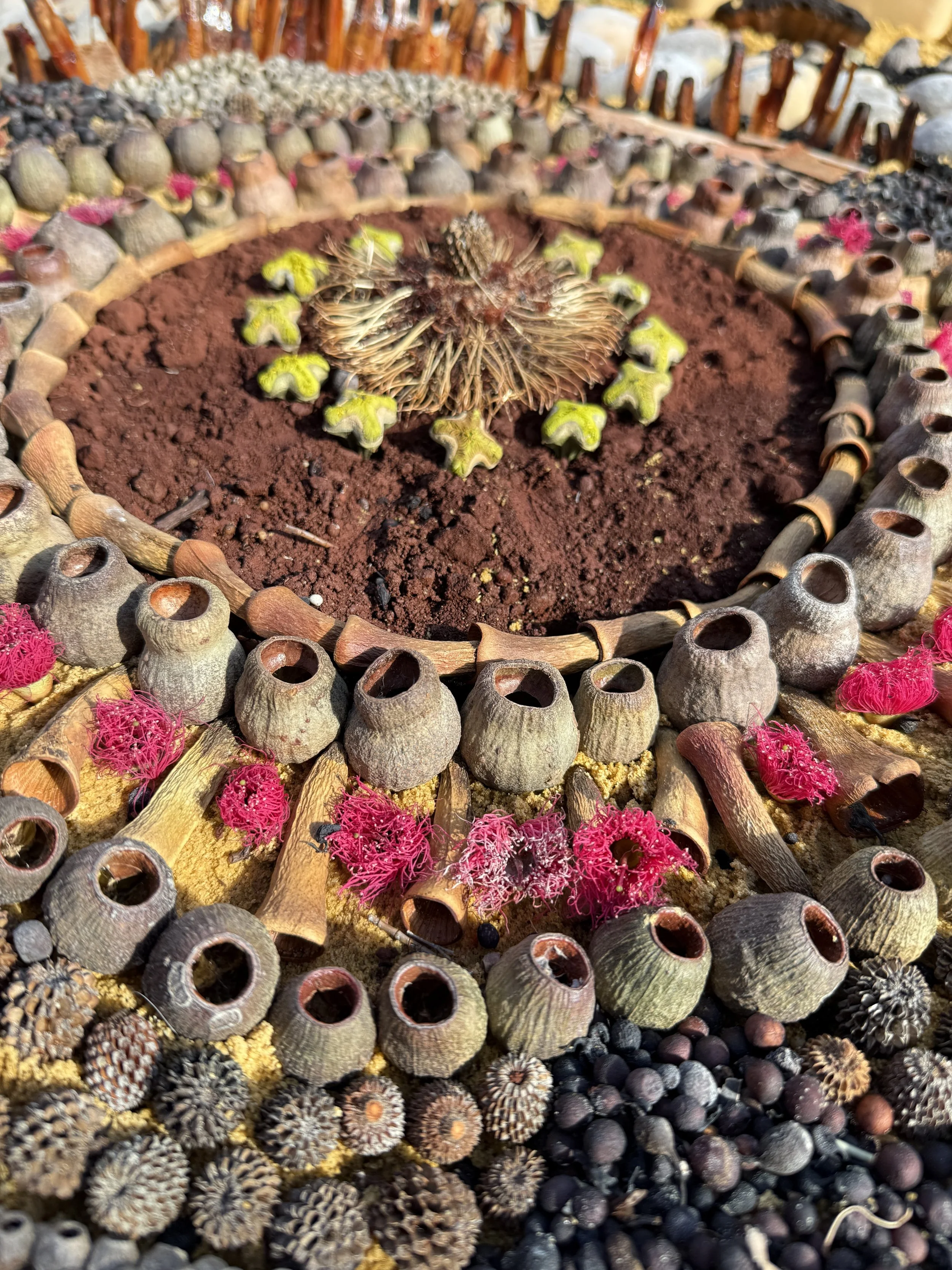 A decorative border made of various dried seed pods, flowers, and natural materials surrounding a central circular area of reddish-brown soil with a star-shaped arrangement of small green plants.
