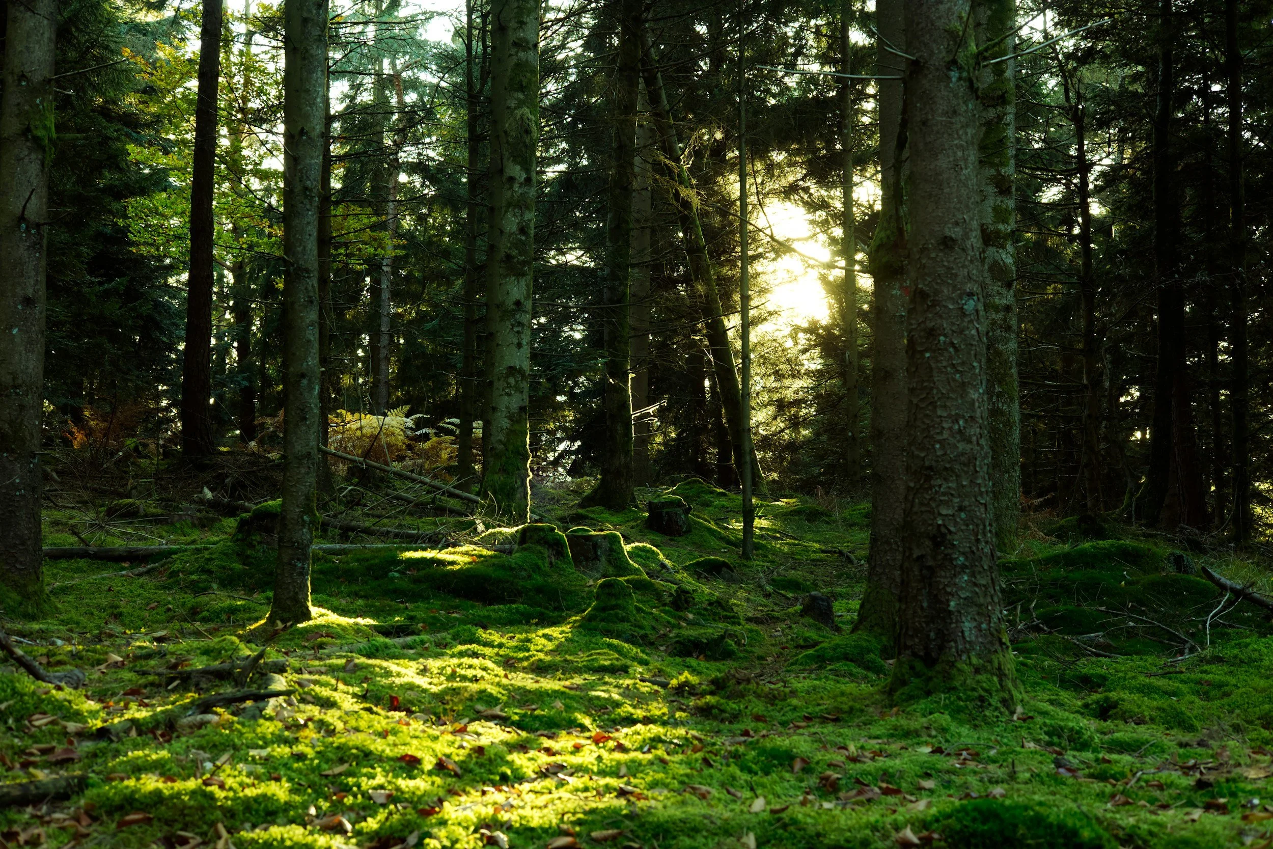 A dense forest with tall trees and sunlight filtering through the branches, illuminating the moss-covered ground.