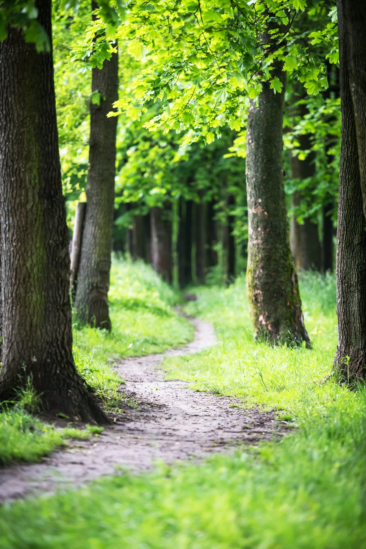 A dirt path winds through a green forest with tall trees and lush foliage.