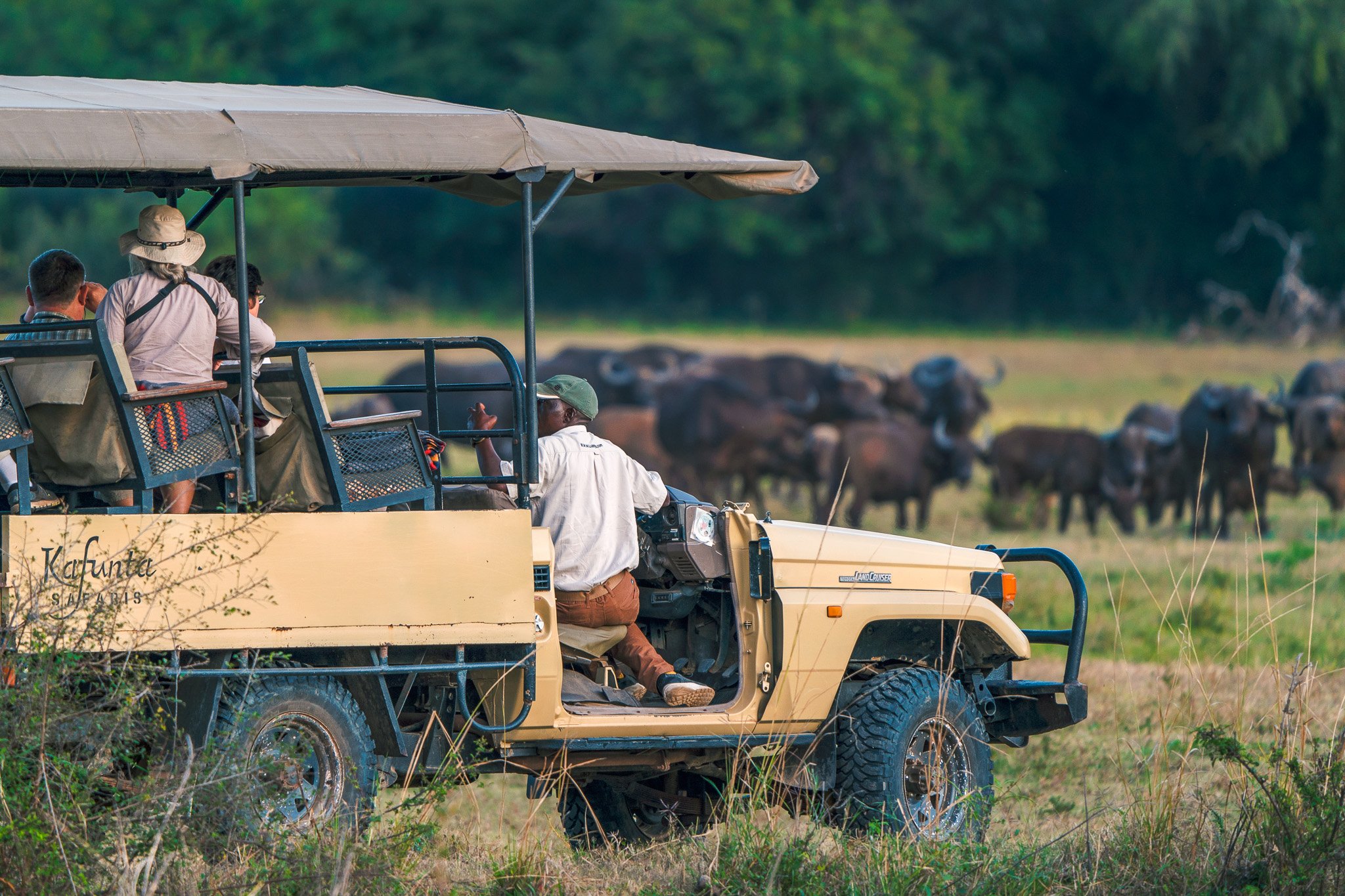 Tourists on a safari vehicle observing wildlife with a herd of buffalo in a grassy plain, surrounded by trees.