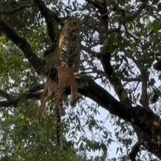 Leopard resting on a tree branch in a forest