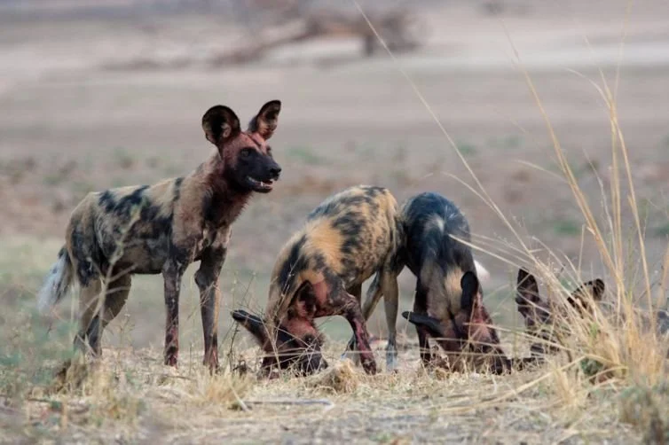 Hyenas in a grassy plain, with one hyena looking directly at the camera and the other two with their heads down grazing.