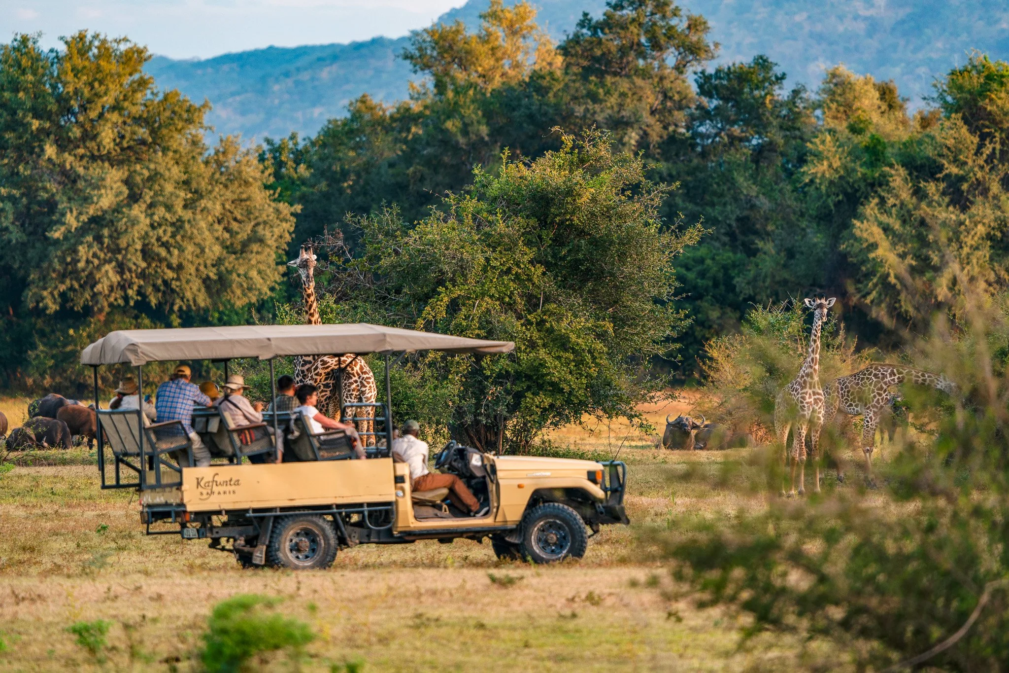 Tourists ride in an open safari vehicle observing giraffes and other animals in a wildlife reserve, with trees and mountains in the background.