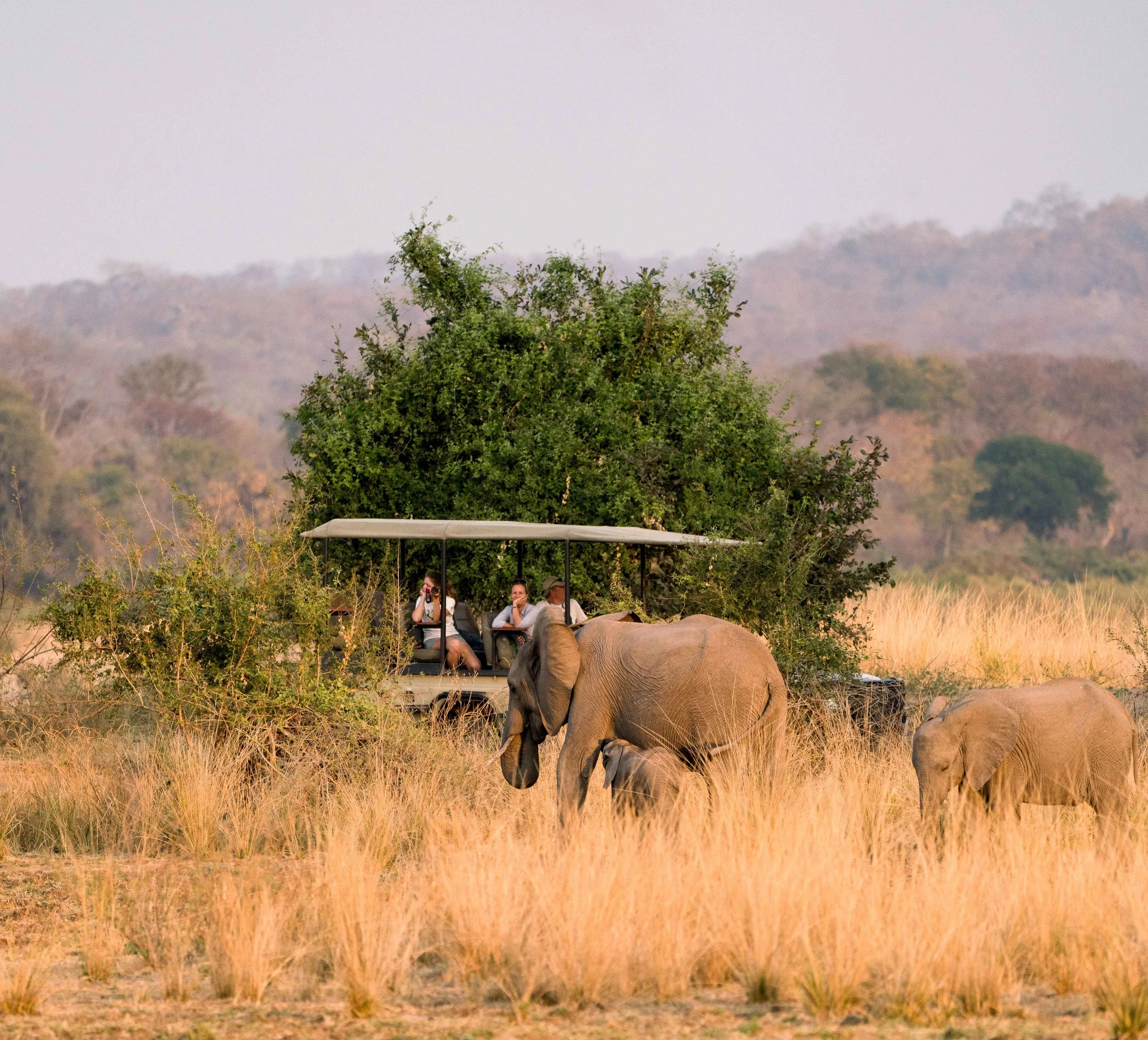 People riding in an open-air vehicle with elephants nearby in a savanna landscape.